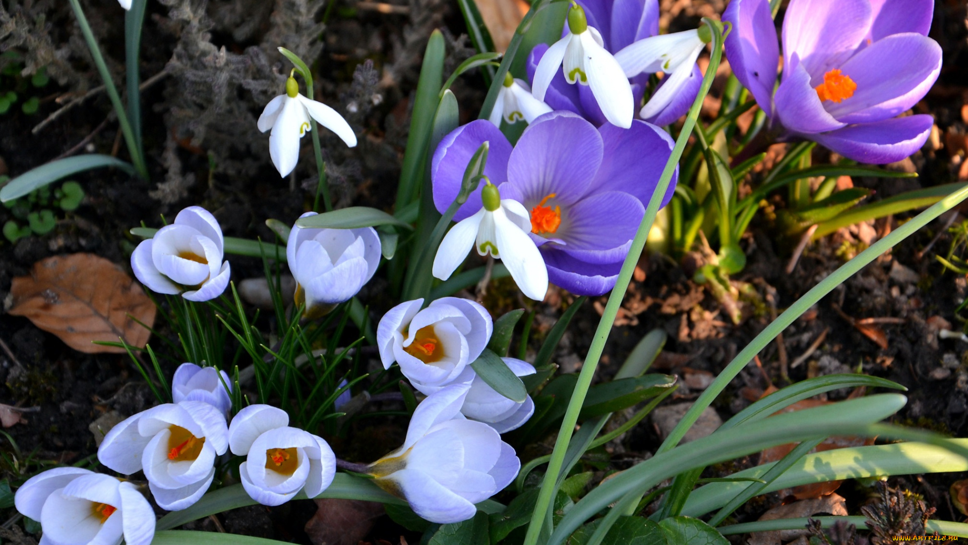 цветы, крокусы, весна