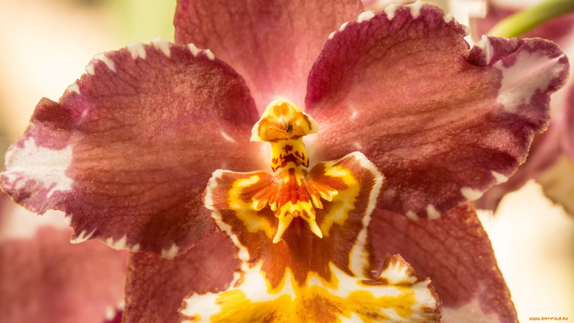 цветы, орхидеи, лепестки, цвет, жёлтый, красный, макро