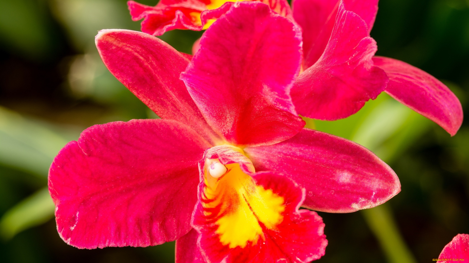 цветы, орхидеи, макро, розовый, яркий, цвет, лепестки