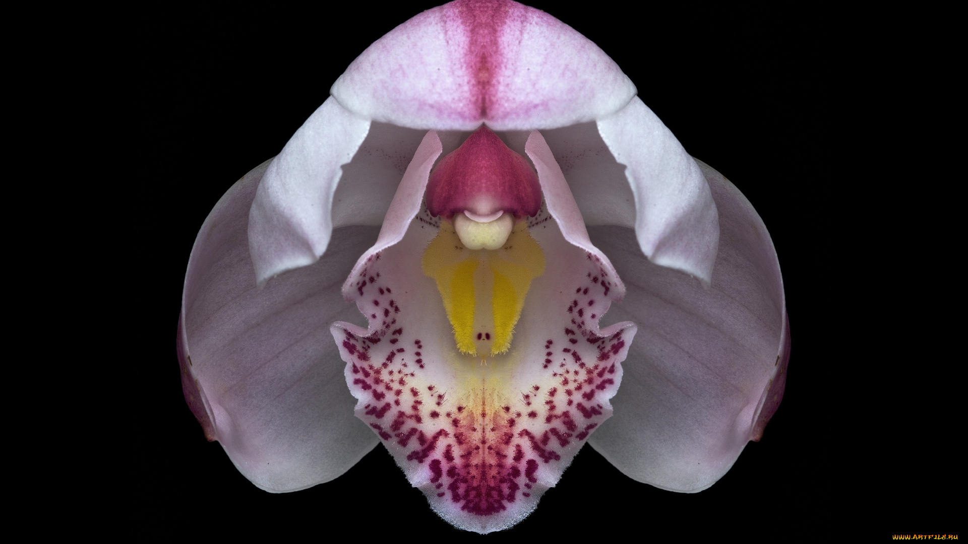 цветы, орхидеи, орхидея, цветок, фон, чёрный, макро