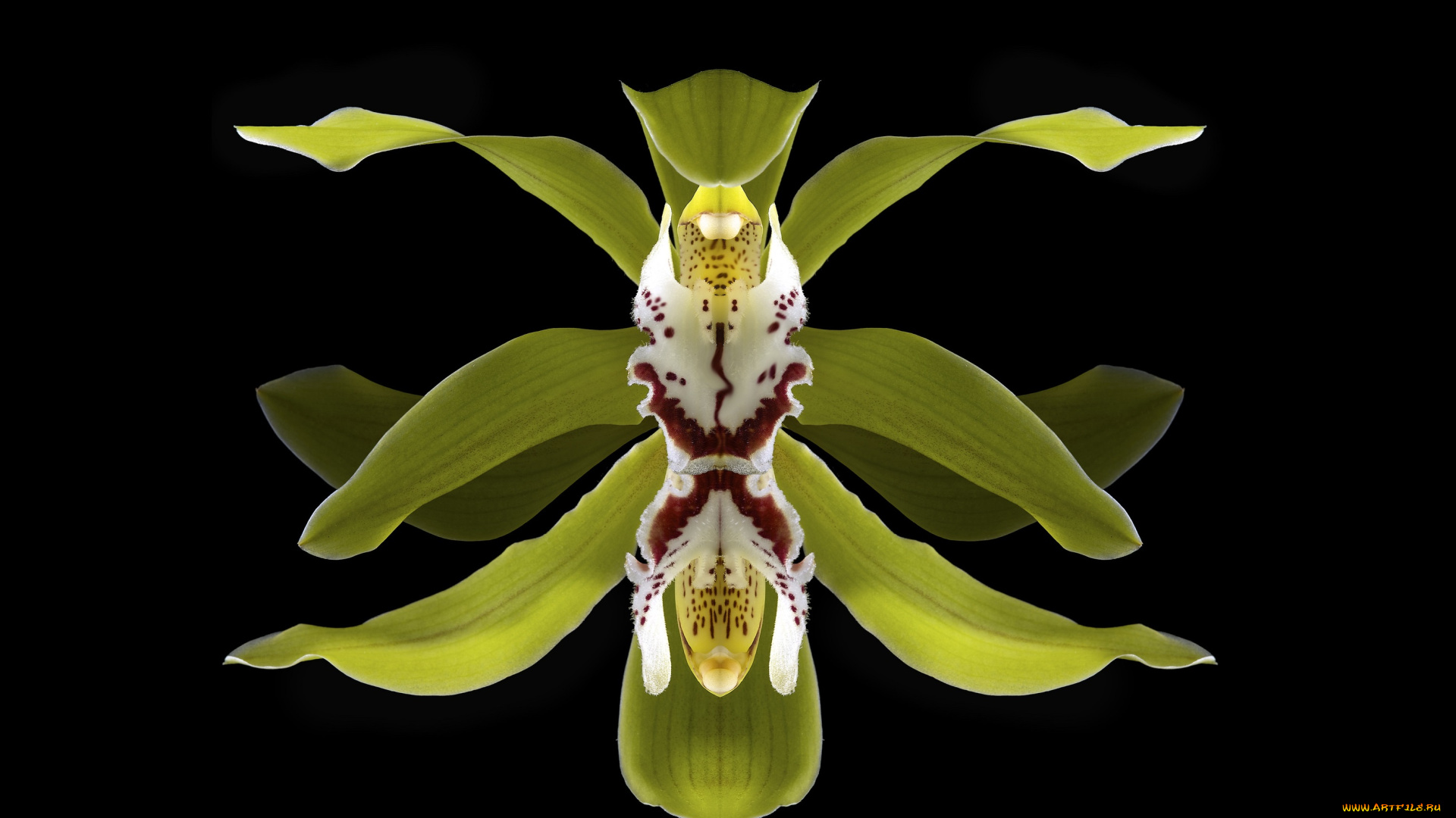 цветы, орхидеи, орхидея, макро, цветок, чёрный, фон