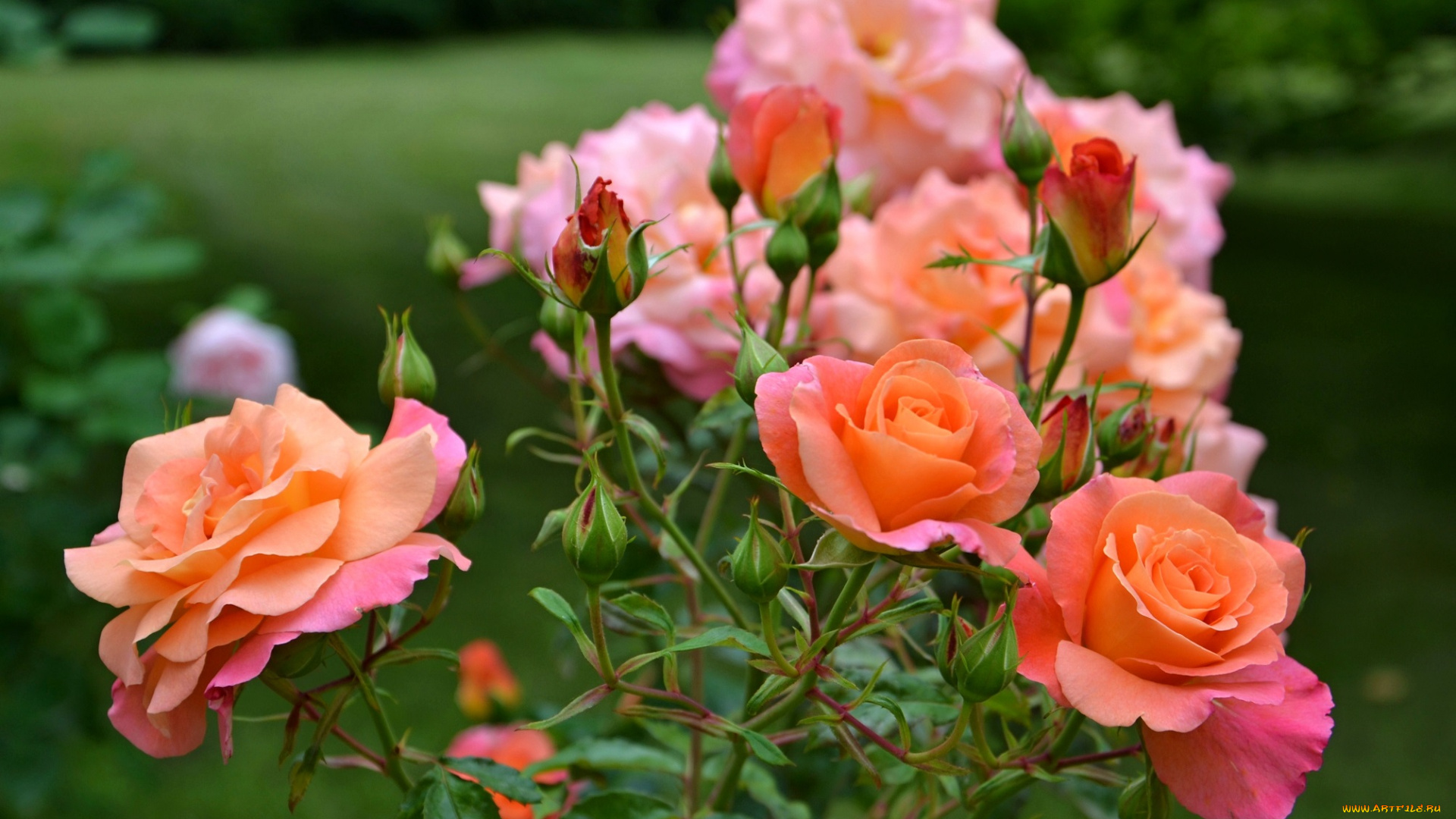 цветы, розы, оранжевые, куст