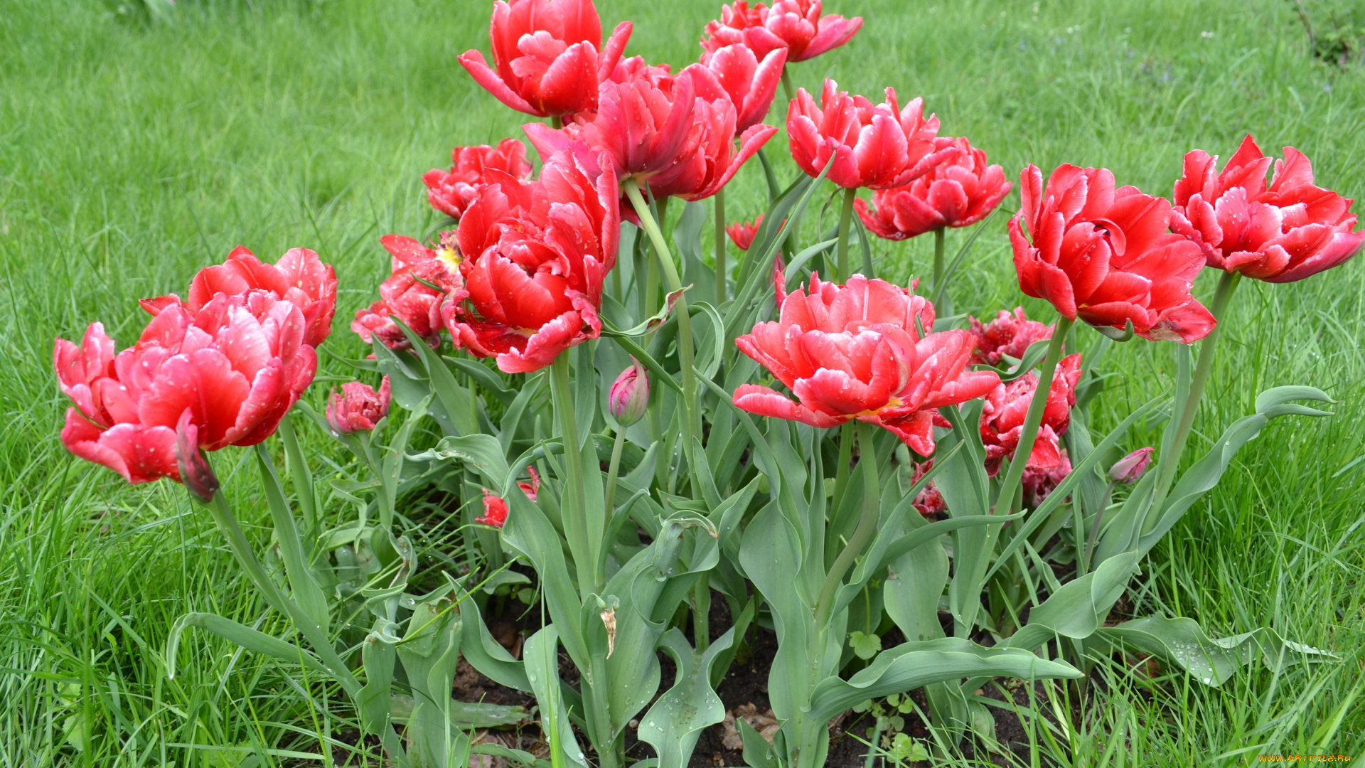 цветы, тюльпаны, красные, куст
