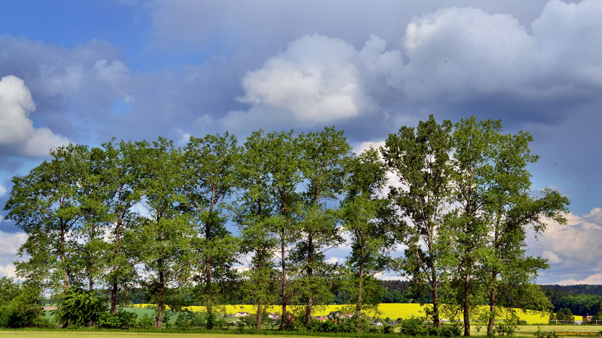 природа, деревья, небо, лесополоса