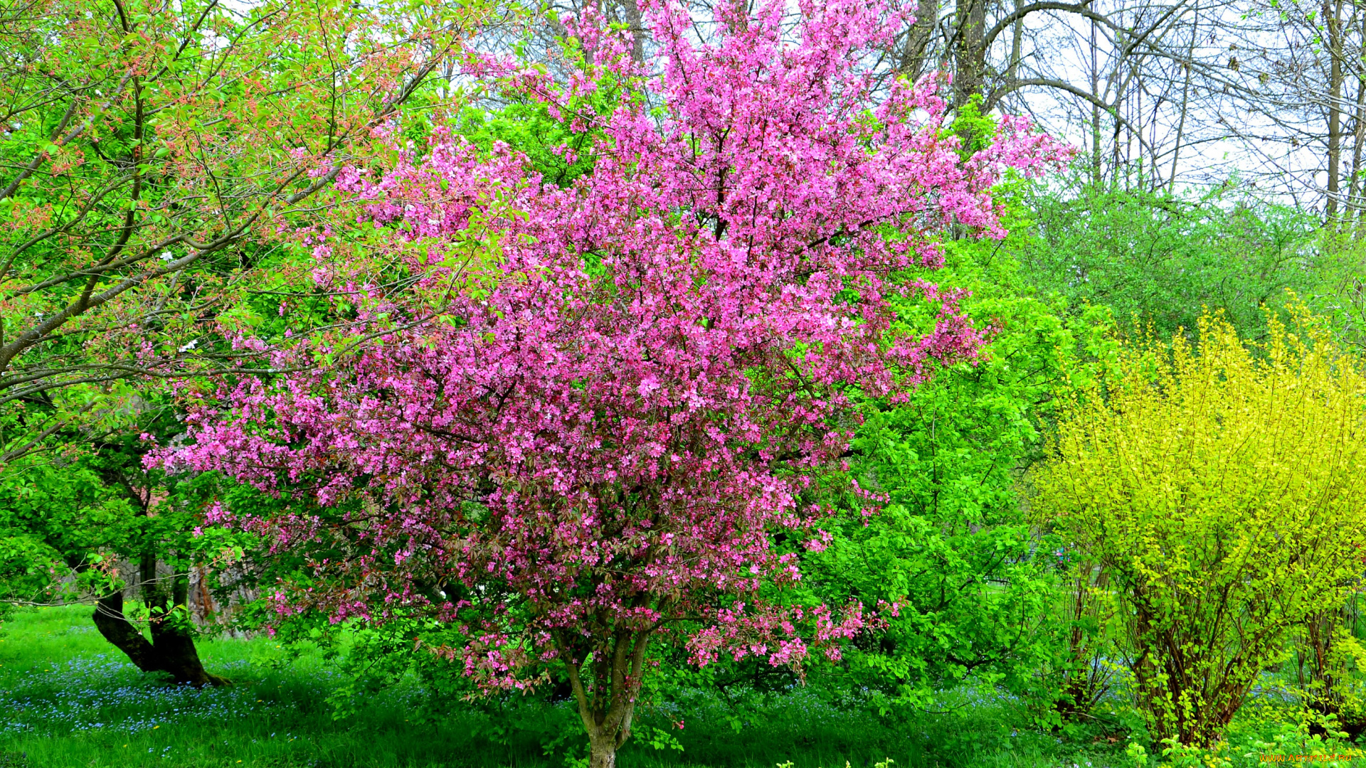 природа, деревья, ярко