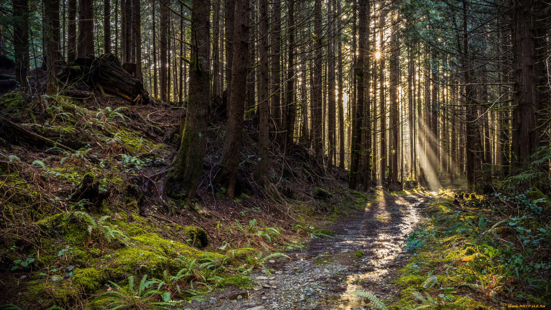 природа, дороги, ельник, тропинка
