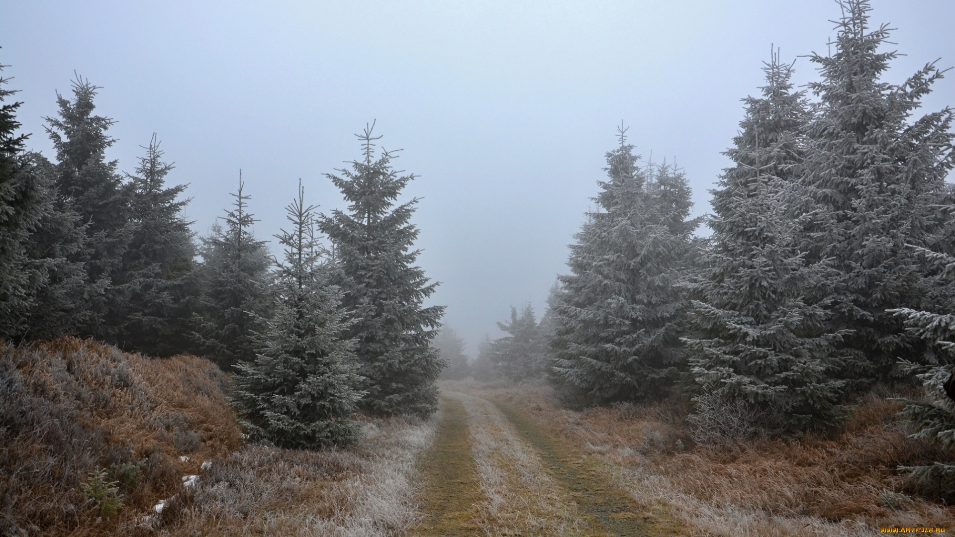 природа, дороги, иней, дорога, ёлки, ели