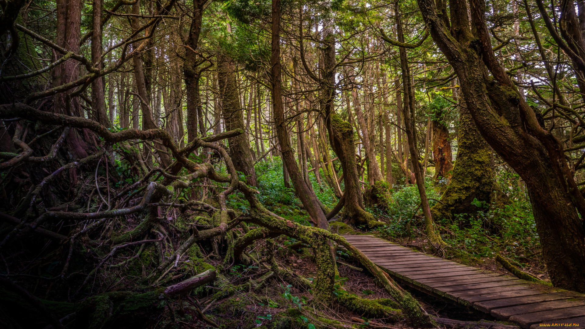 природа, дороги, лес, помост