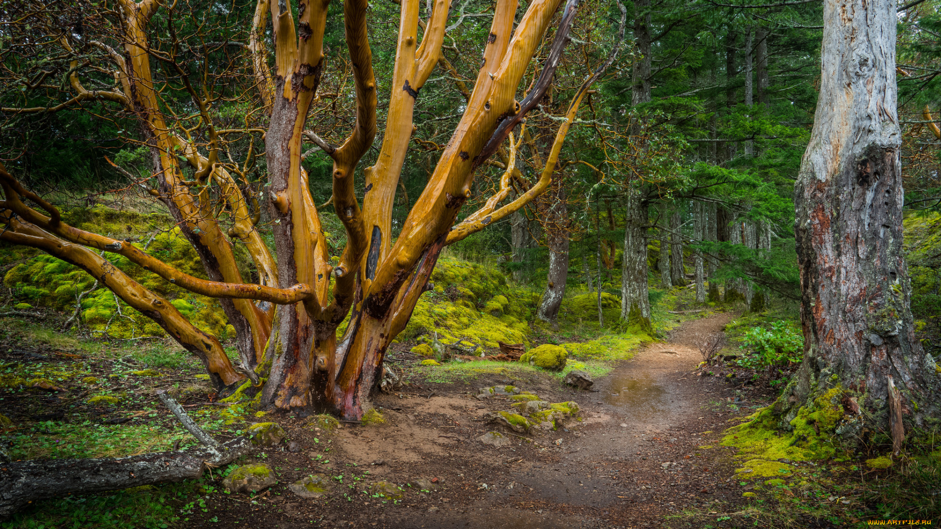 природа, дороги, лес, тропа