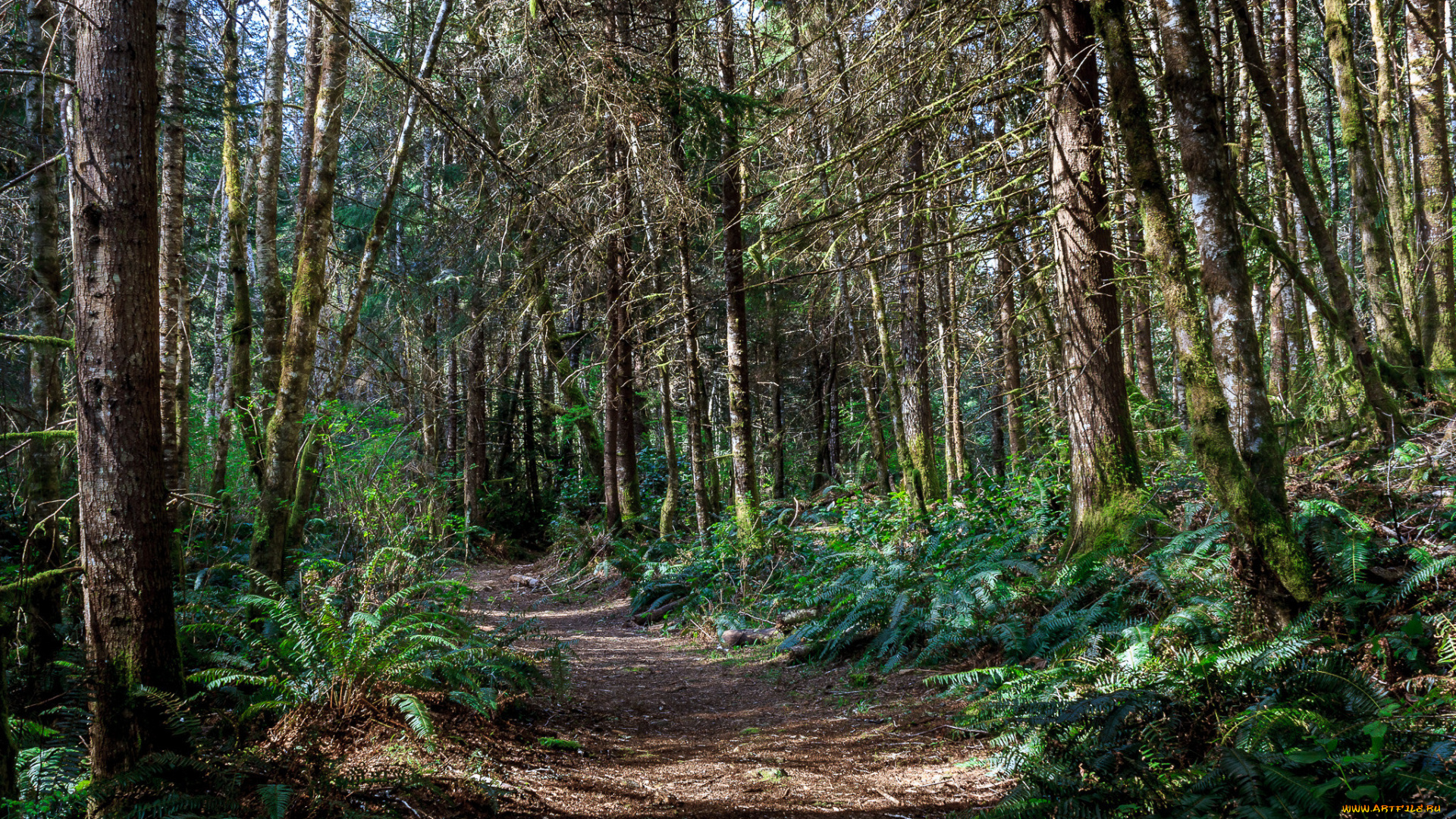природа, дороги, лес, тропинка