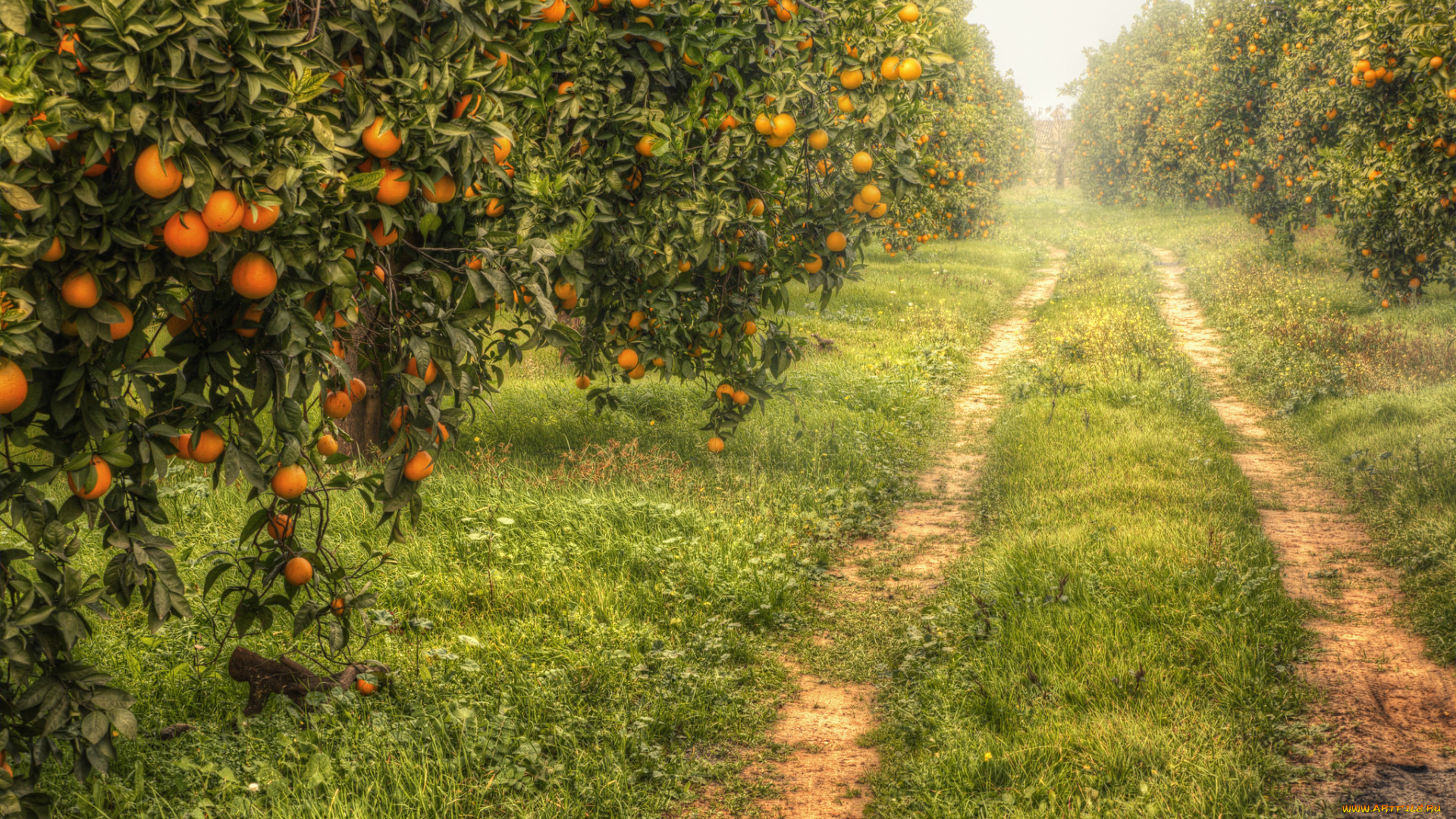 природа, дороги, сад, мандарины