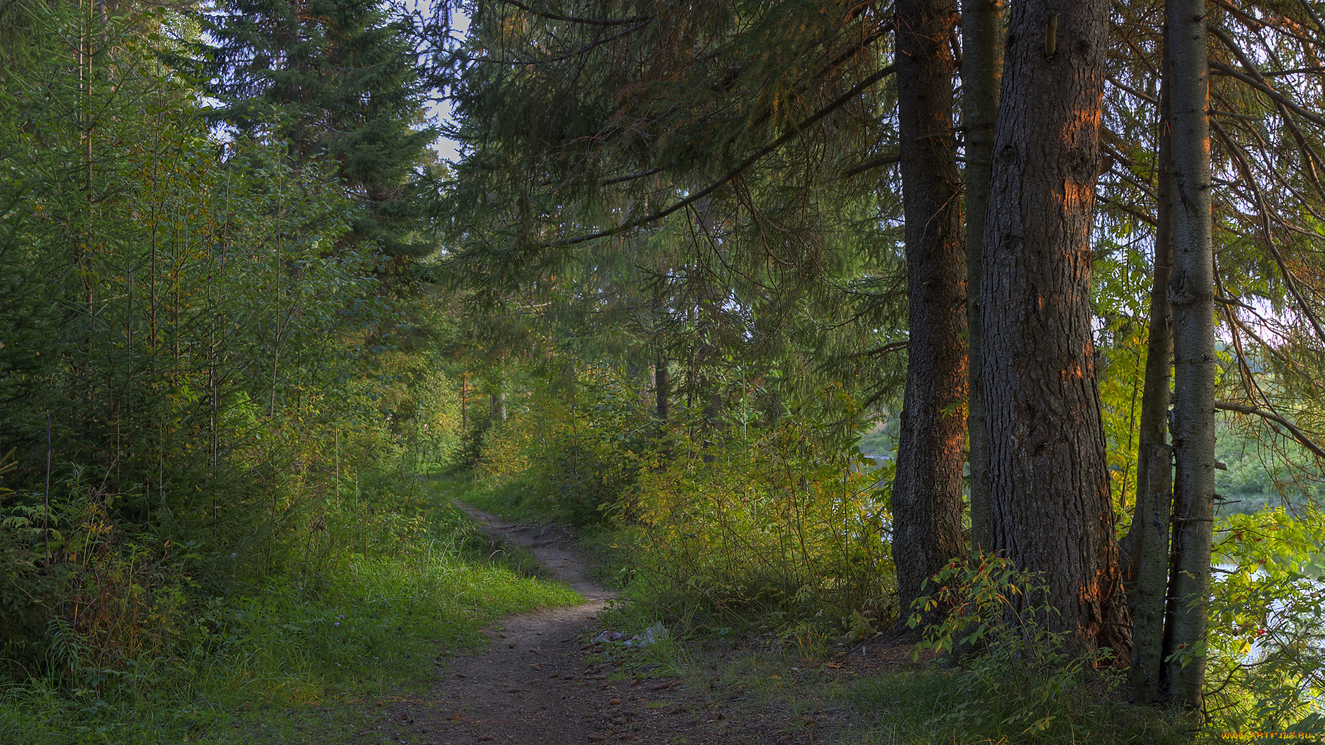 природа, дороги, тропинка, лес