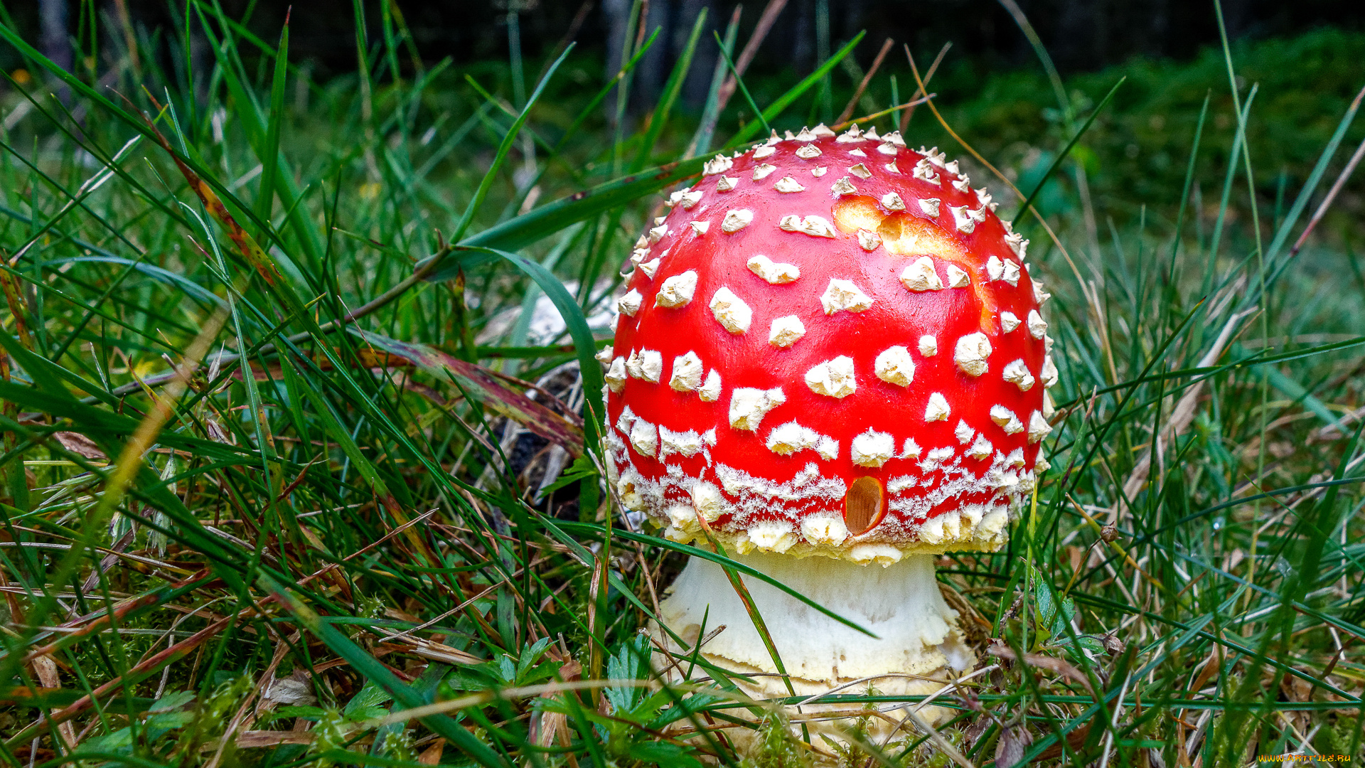 природа, грибы, , мухомор, мухоморчик