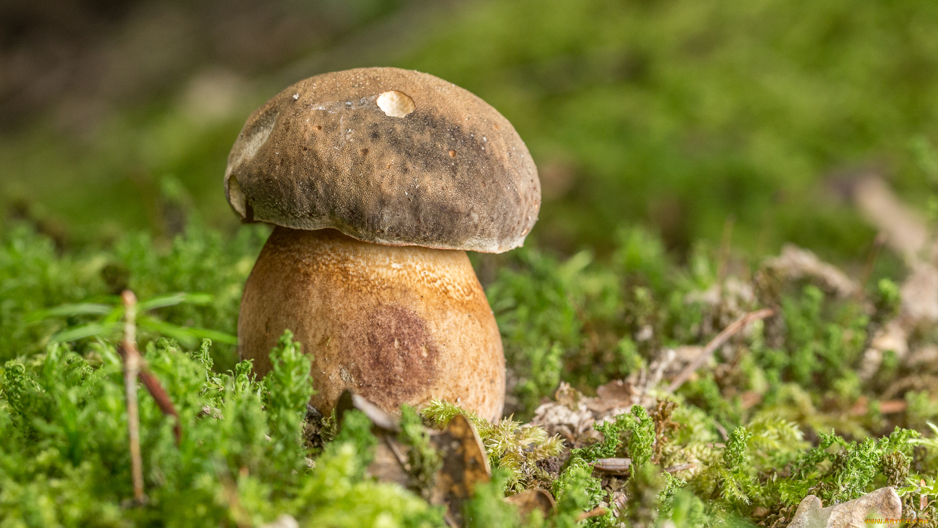 природа, грибы, моховик
