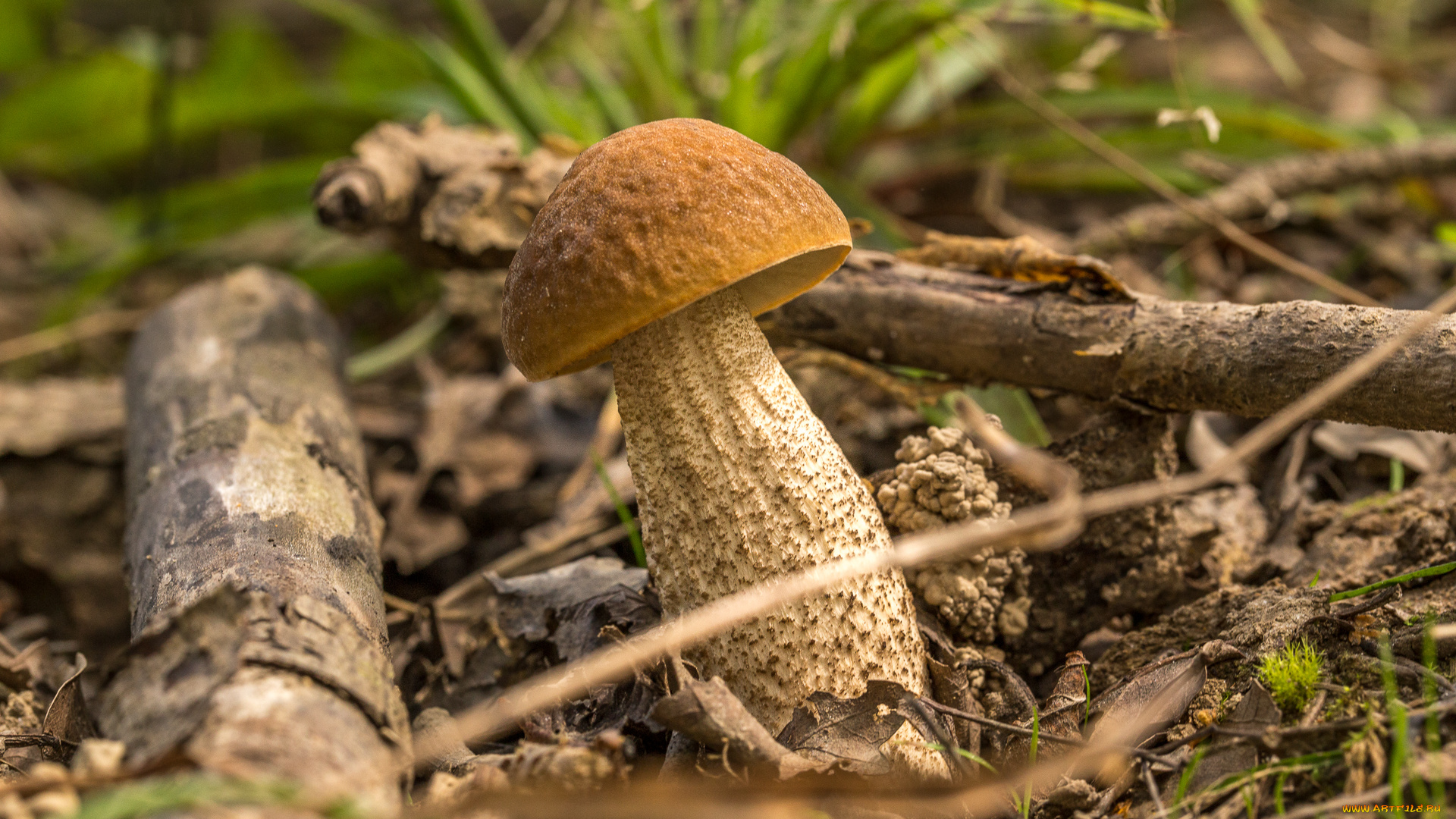 природа, грибы, подберезовик