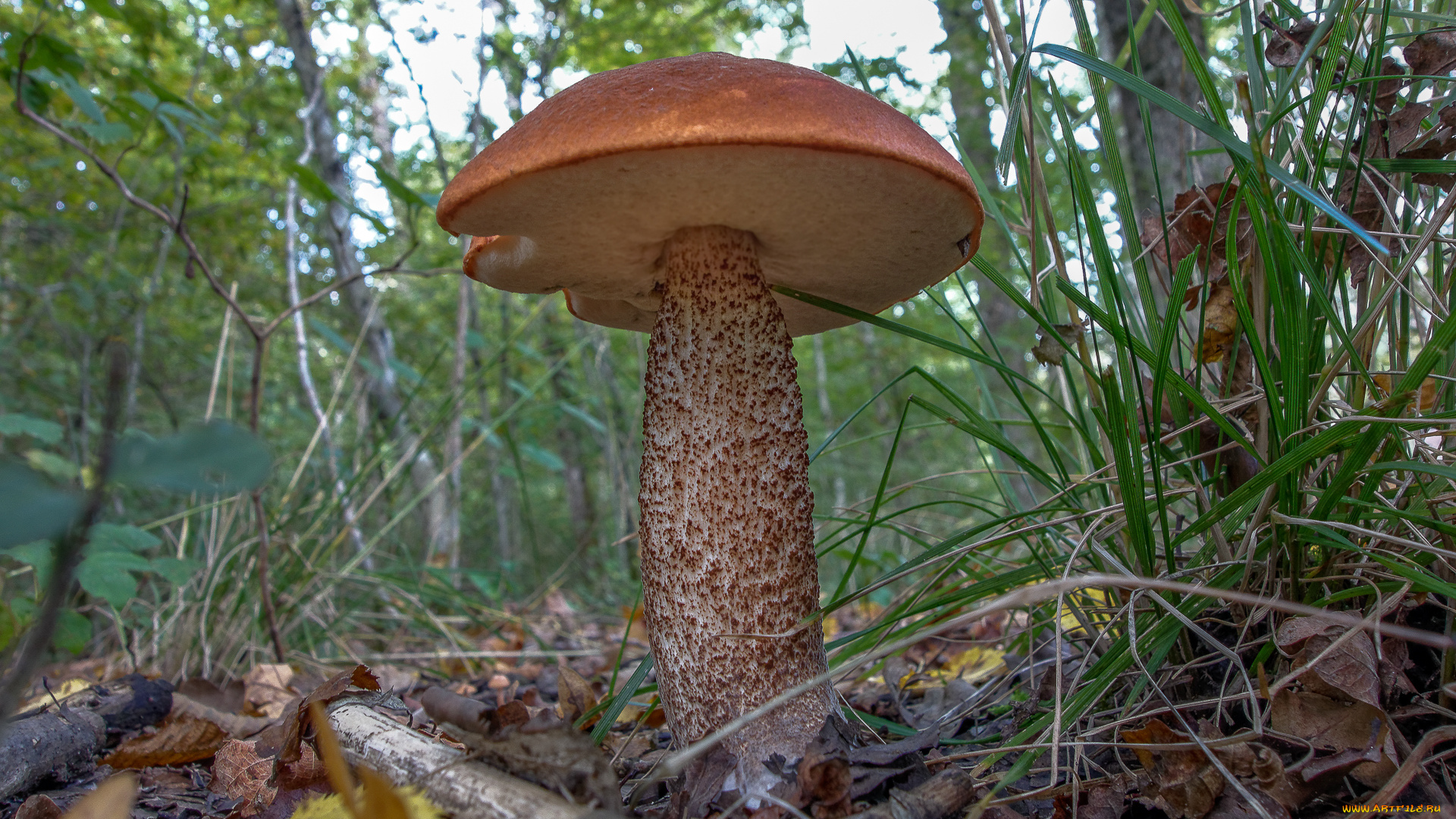 природа, грибы, подосиновик