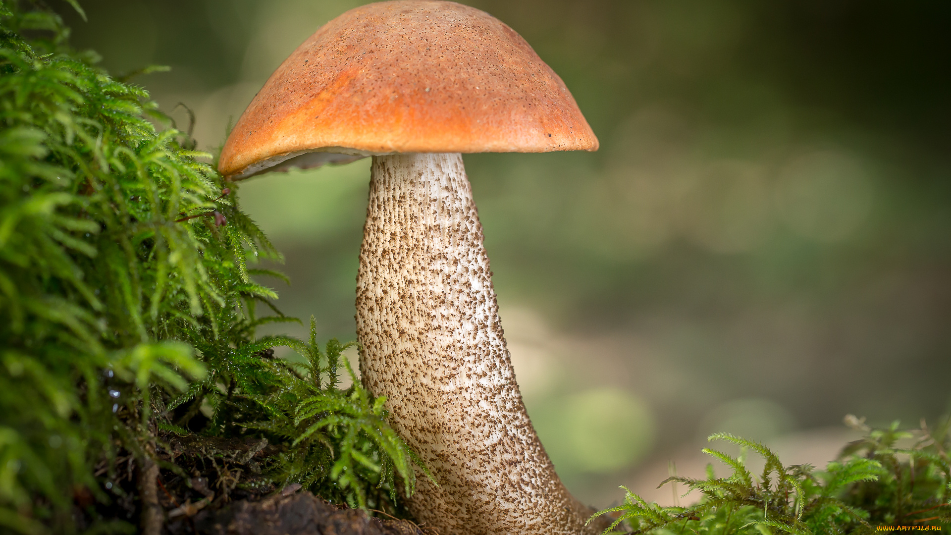 природа, грибы, подосиновик