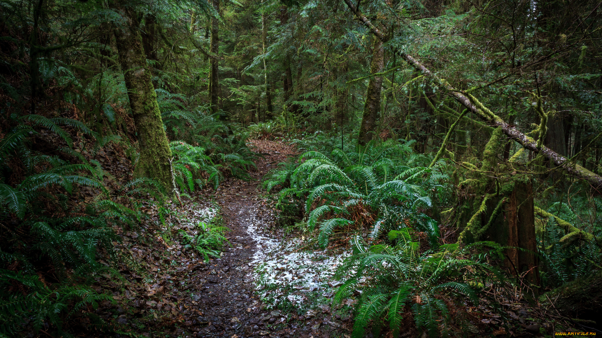 природа, лес, чаща, тропа