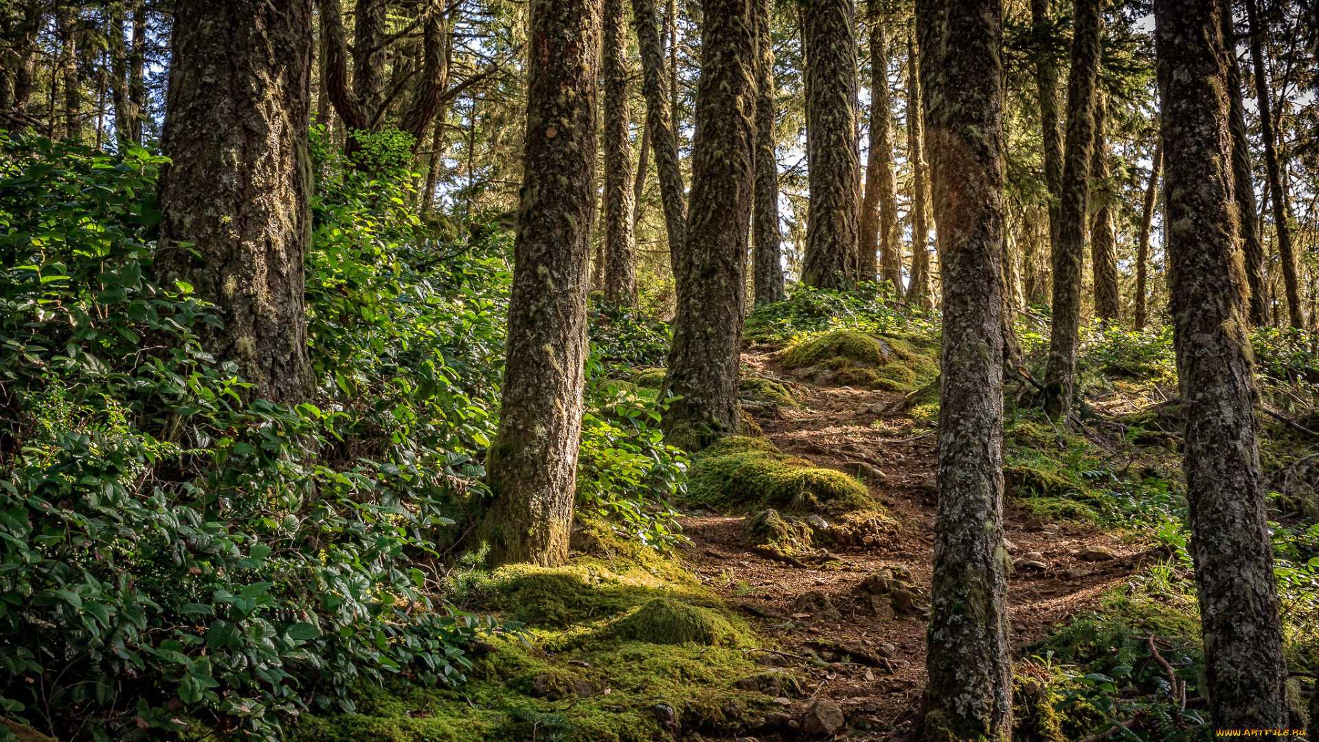 природа, лес, тропинка