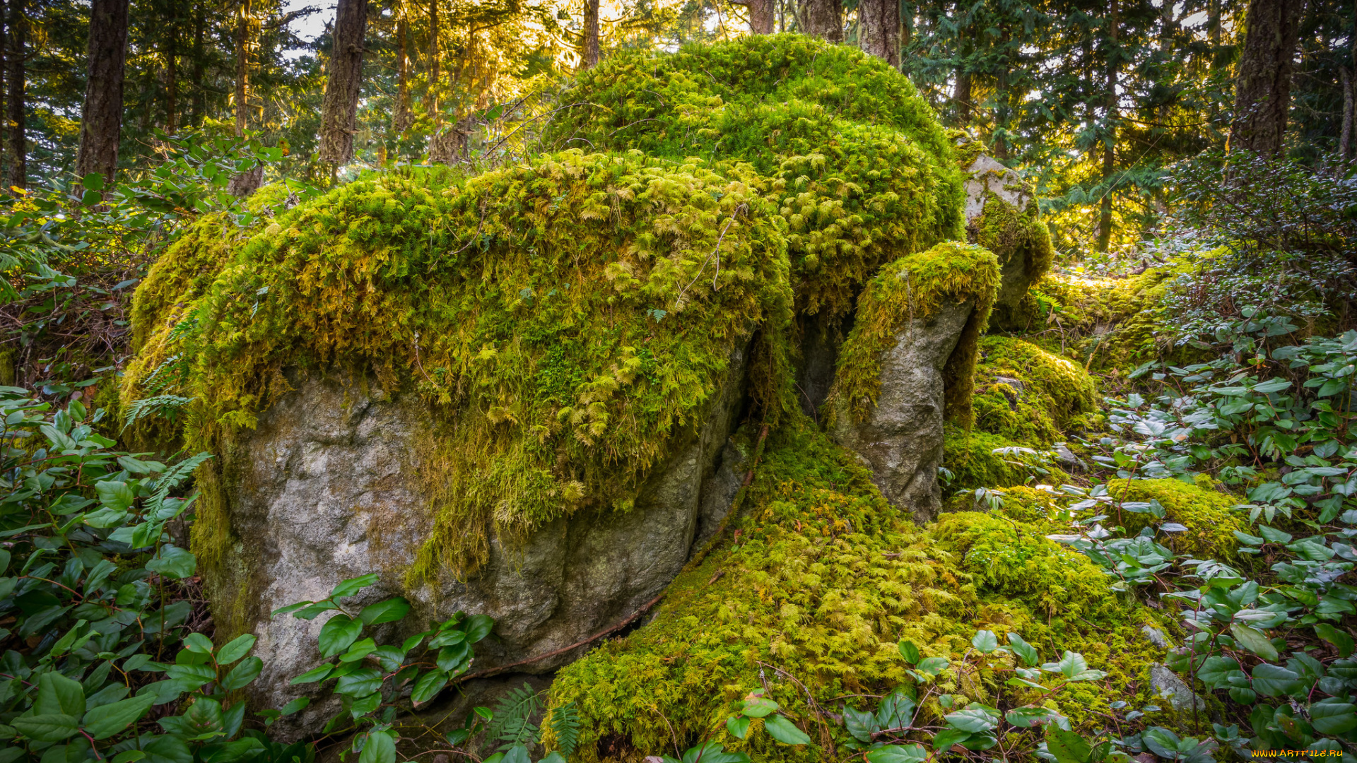 природа, лес, валун, мох