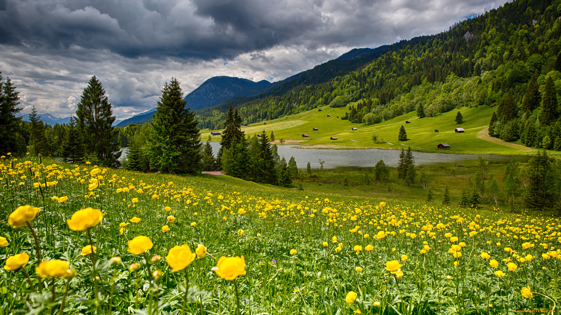 природа, луга, горы, лес, река, цветы, трава