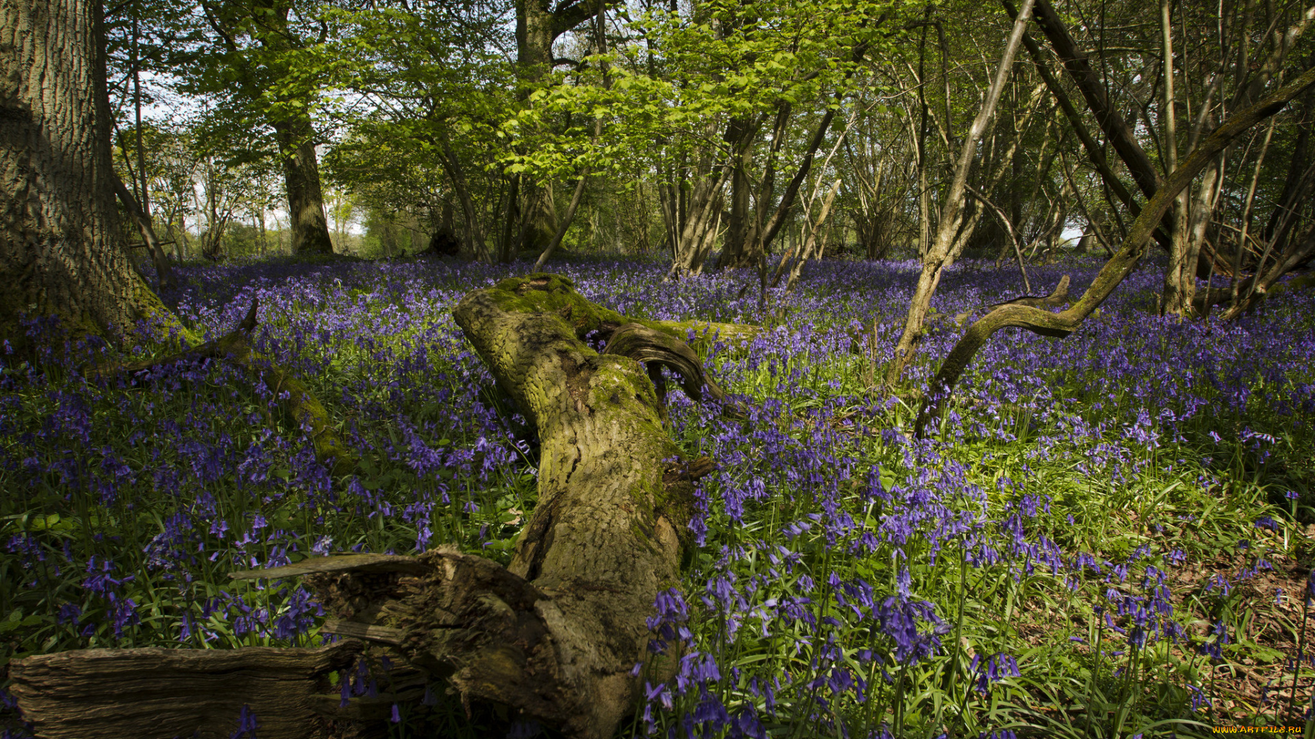 природа, луга, лес, поляна, цветы