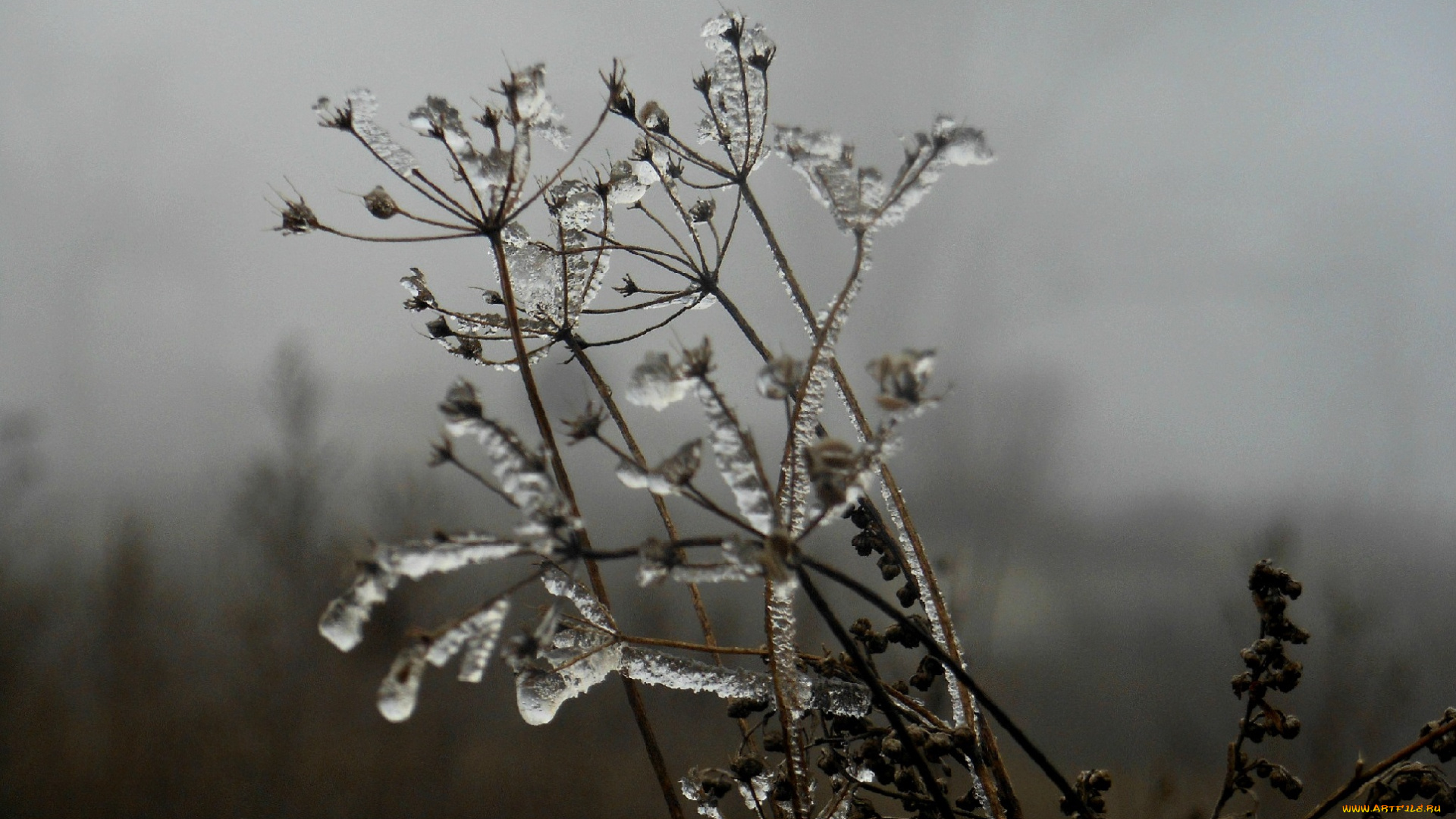 природа, макро, лёд