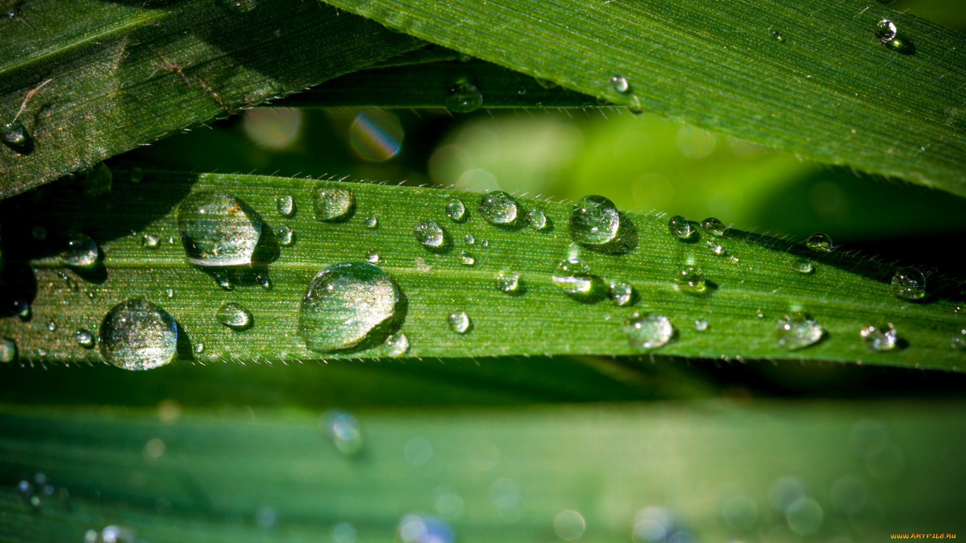 природа, макро, роса, капли, вода, утро, трава