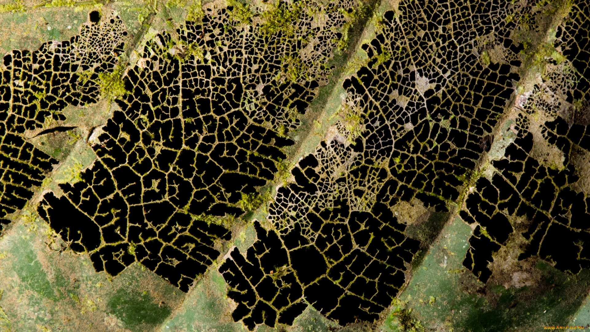 природа, макро, сухой, лист