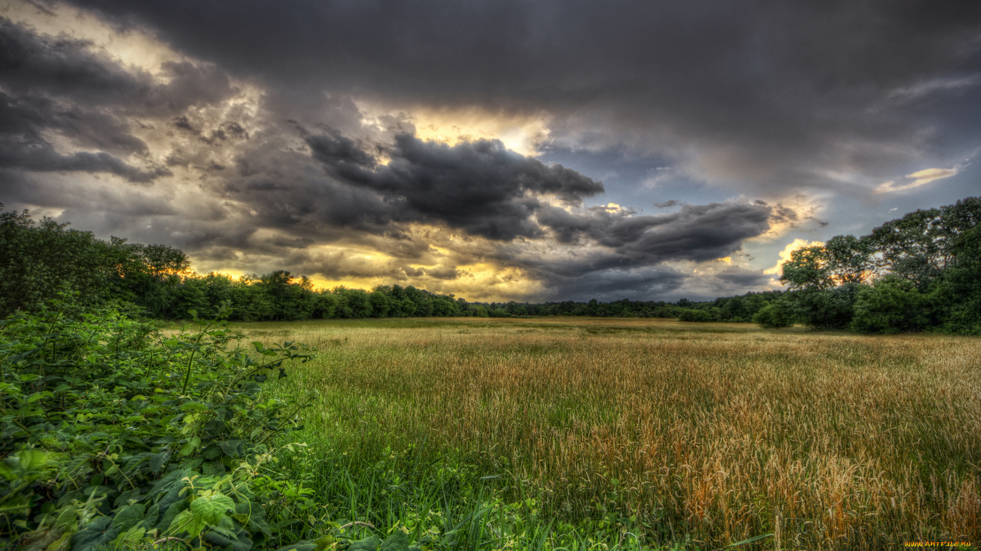 природа, пейзажи, лес, поле, трава, облака