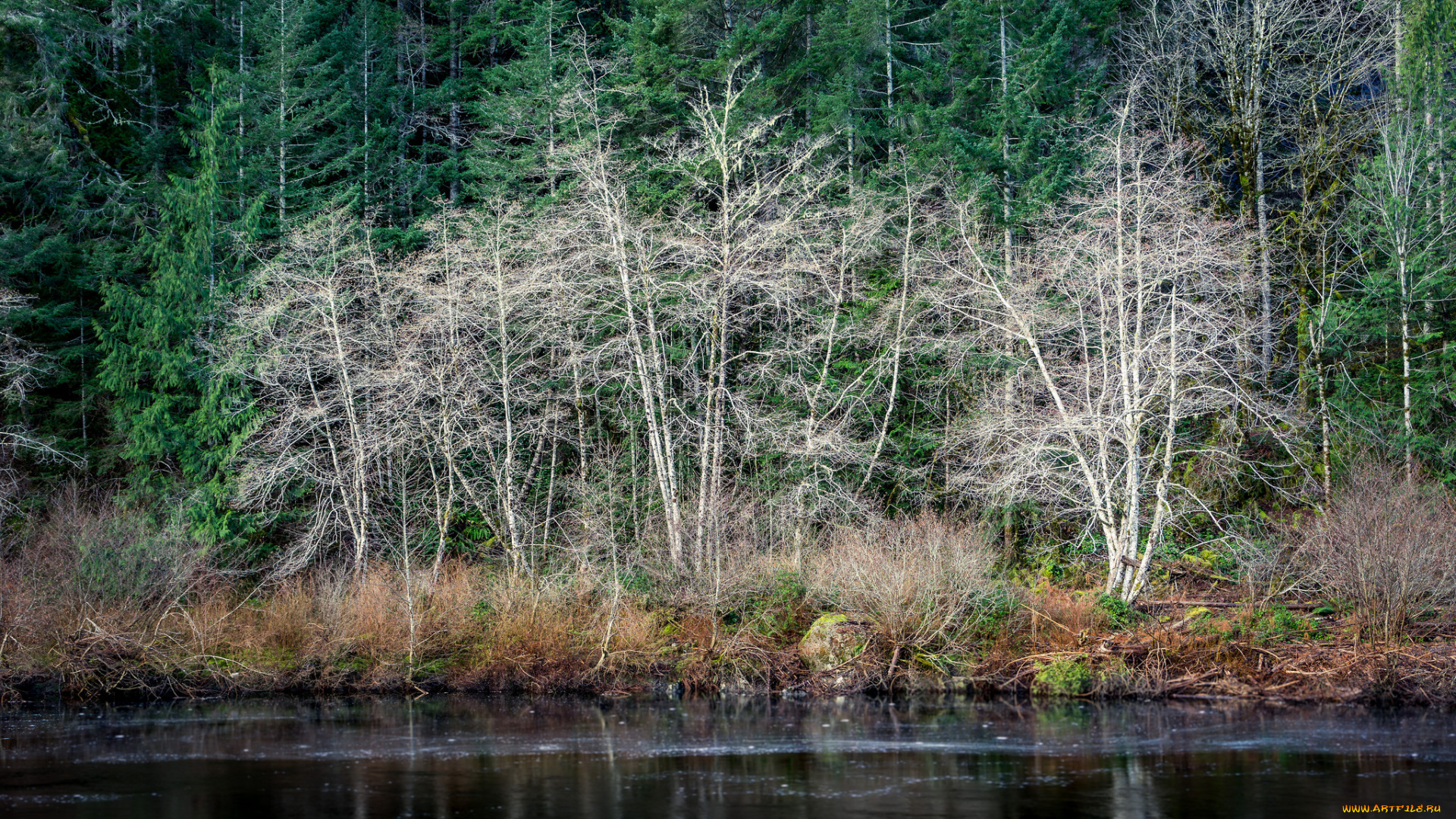 природа, реки, озера, лес, река
