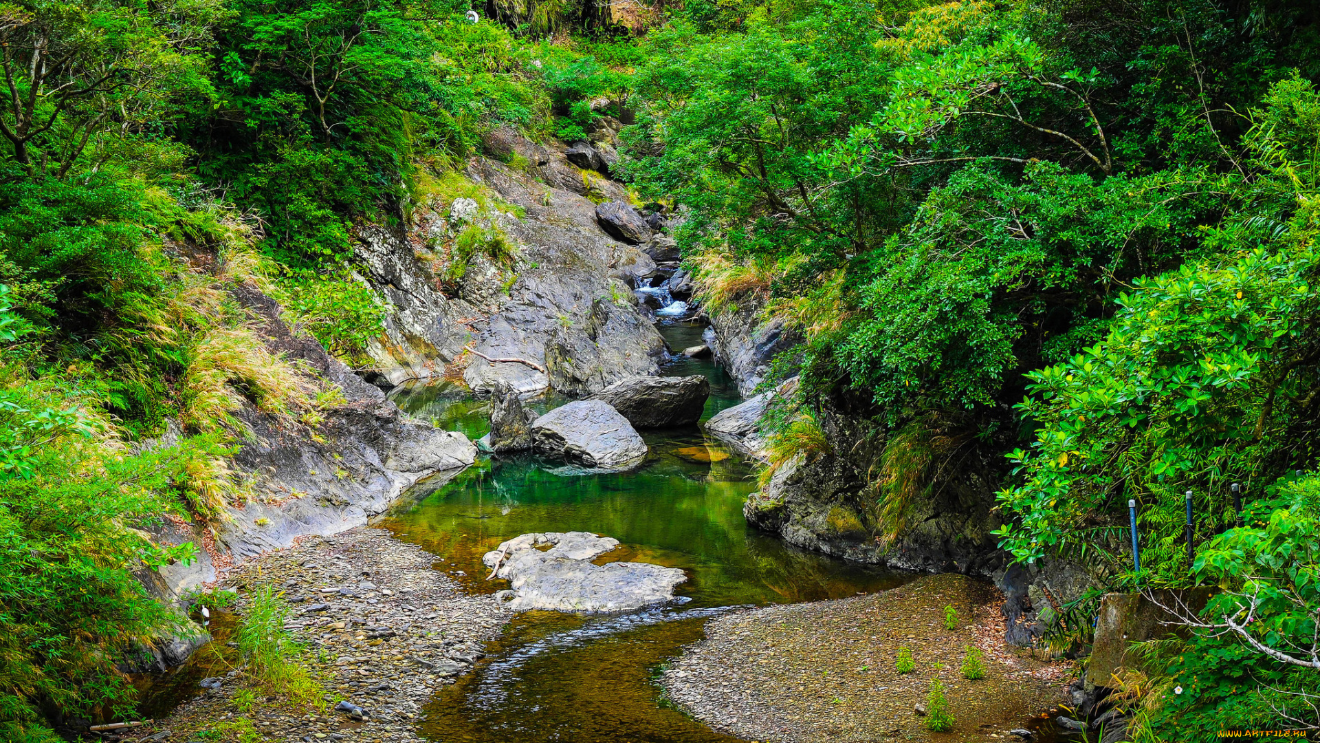 природа, реки, озера, лес, ручей