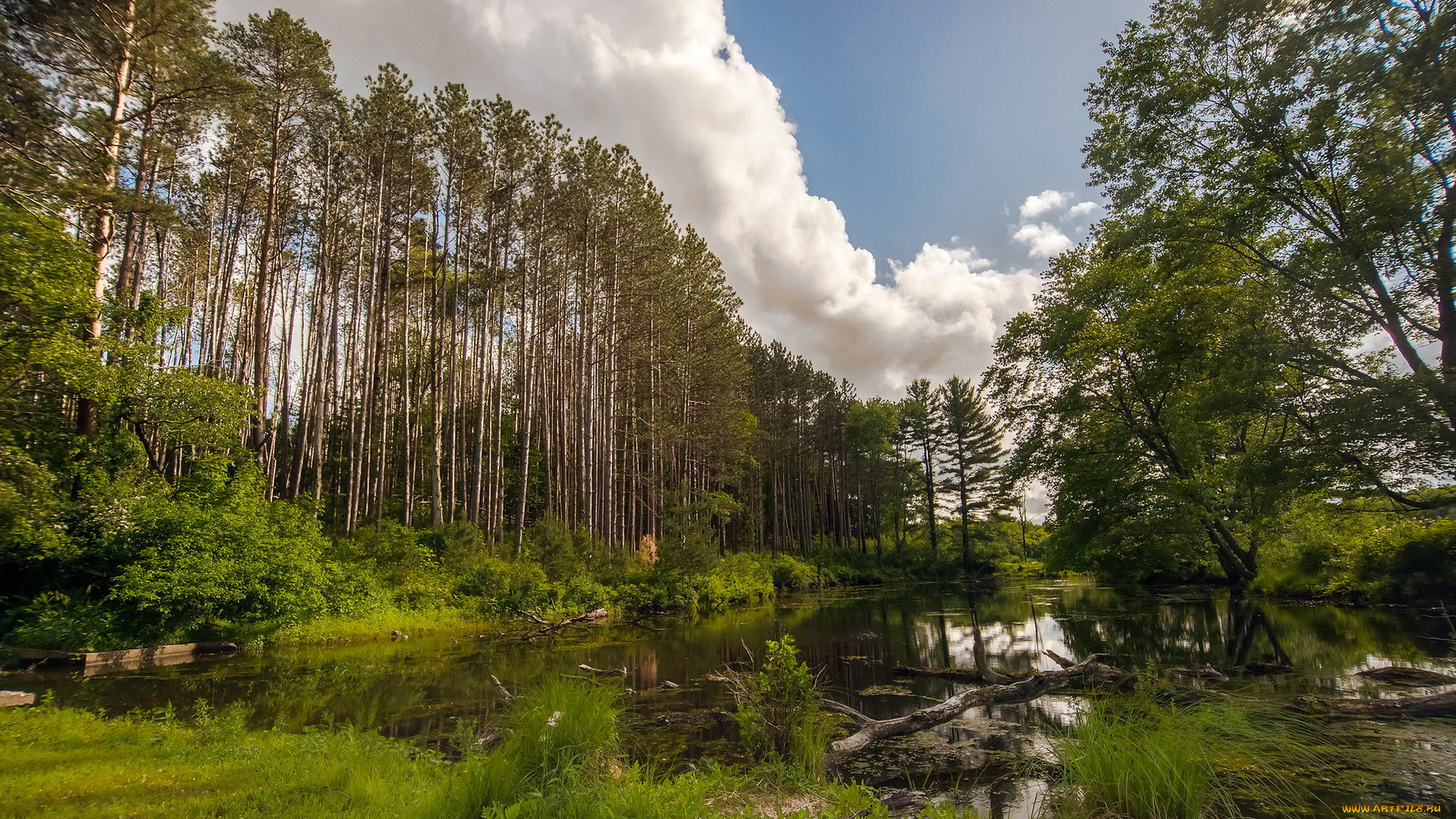 природа, реки, озера, лето, озеро, лес