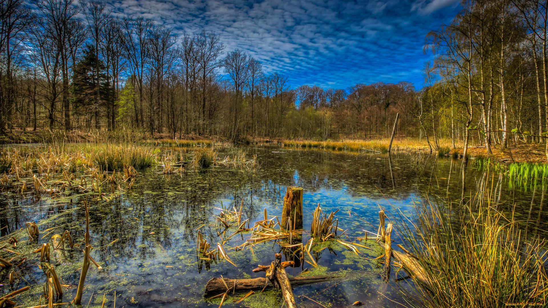 природа, реки, озера, тростник, ряска, лес, озеро