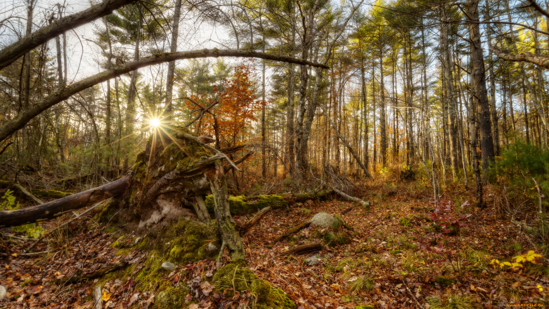 природа, восходы, закаты, лес, свет, лучи