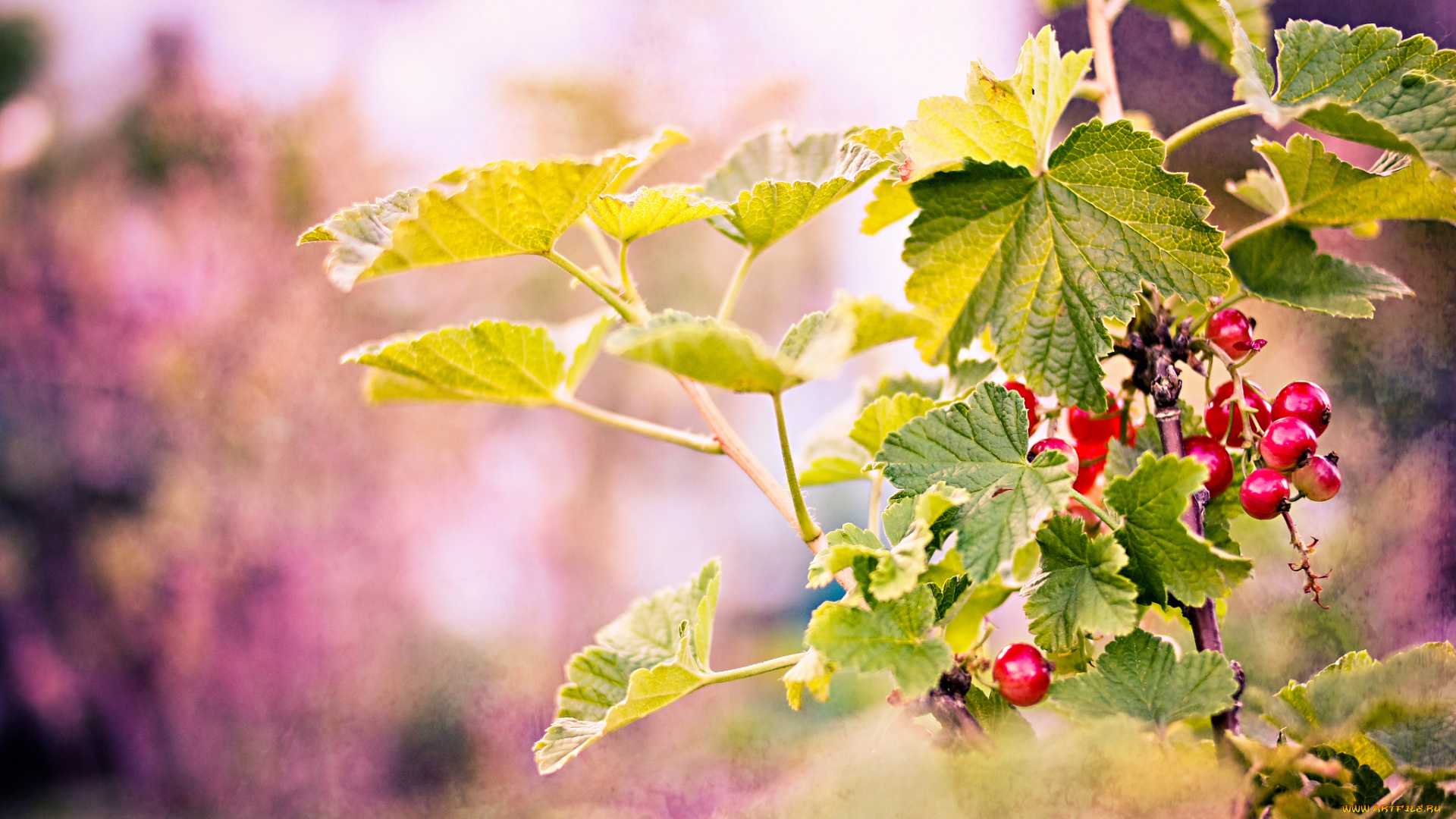 природа, Ягоды, фон, красные, ягоды, листья, ветки