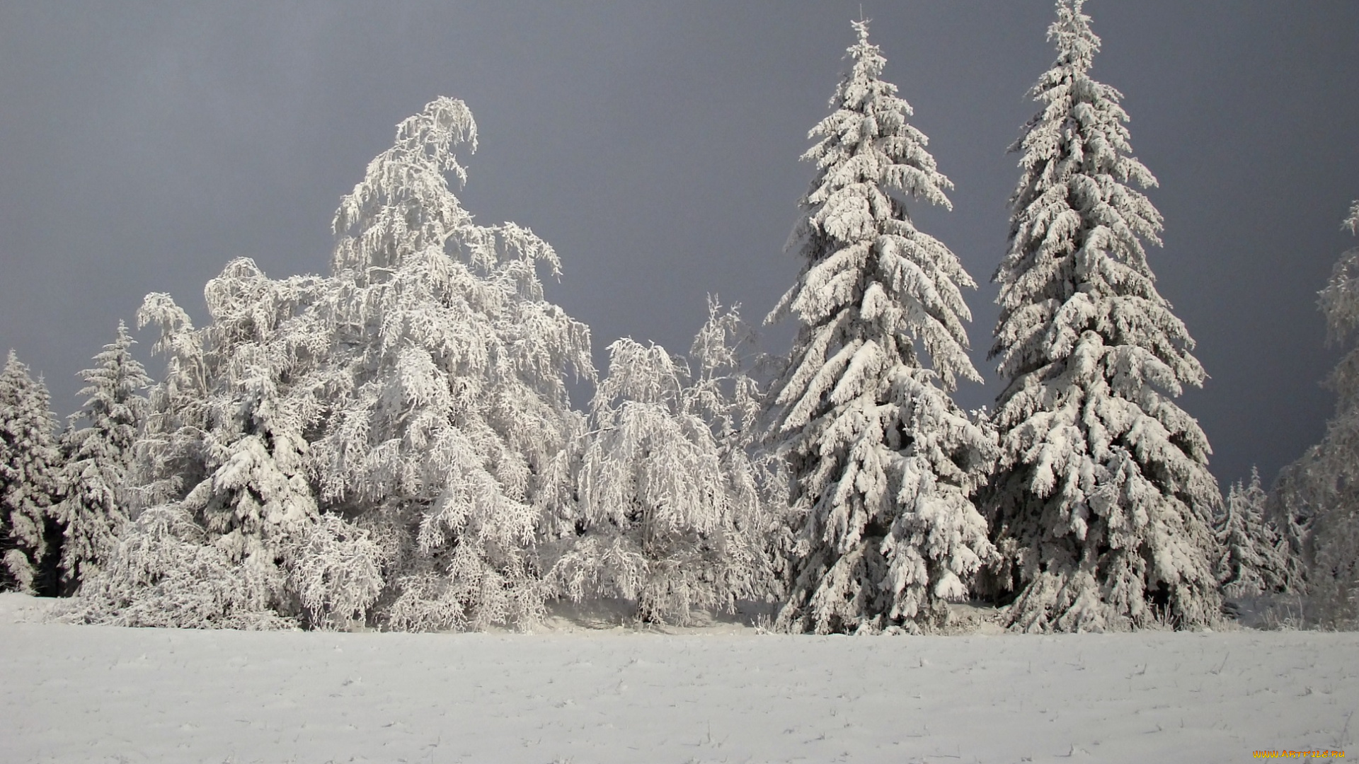 природа, зима, деревья, ели, снег