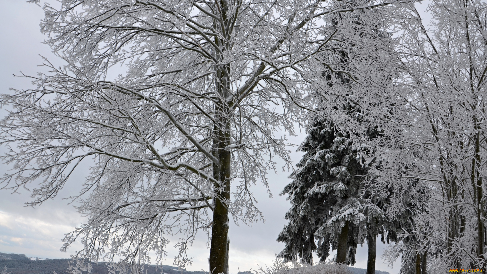 природа, зима, деревья, лес, иней, снег