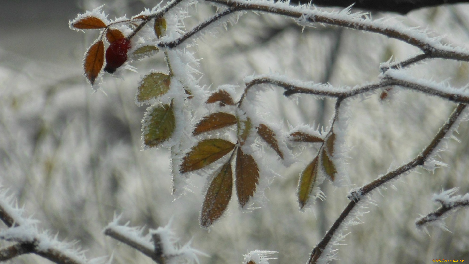 природа, зима, иней, листья