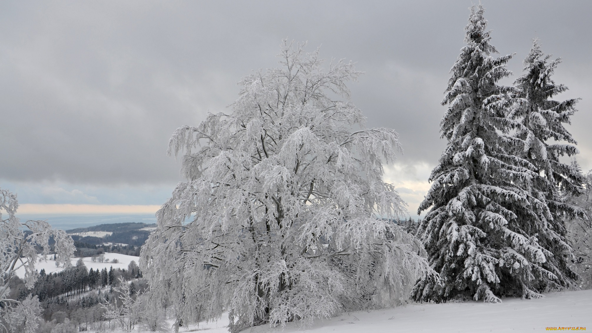 природа, зима, лес, деревья, снег, иней