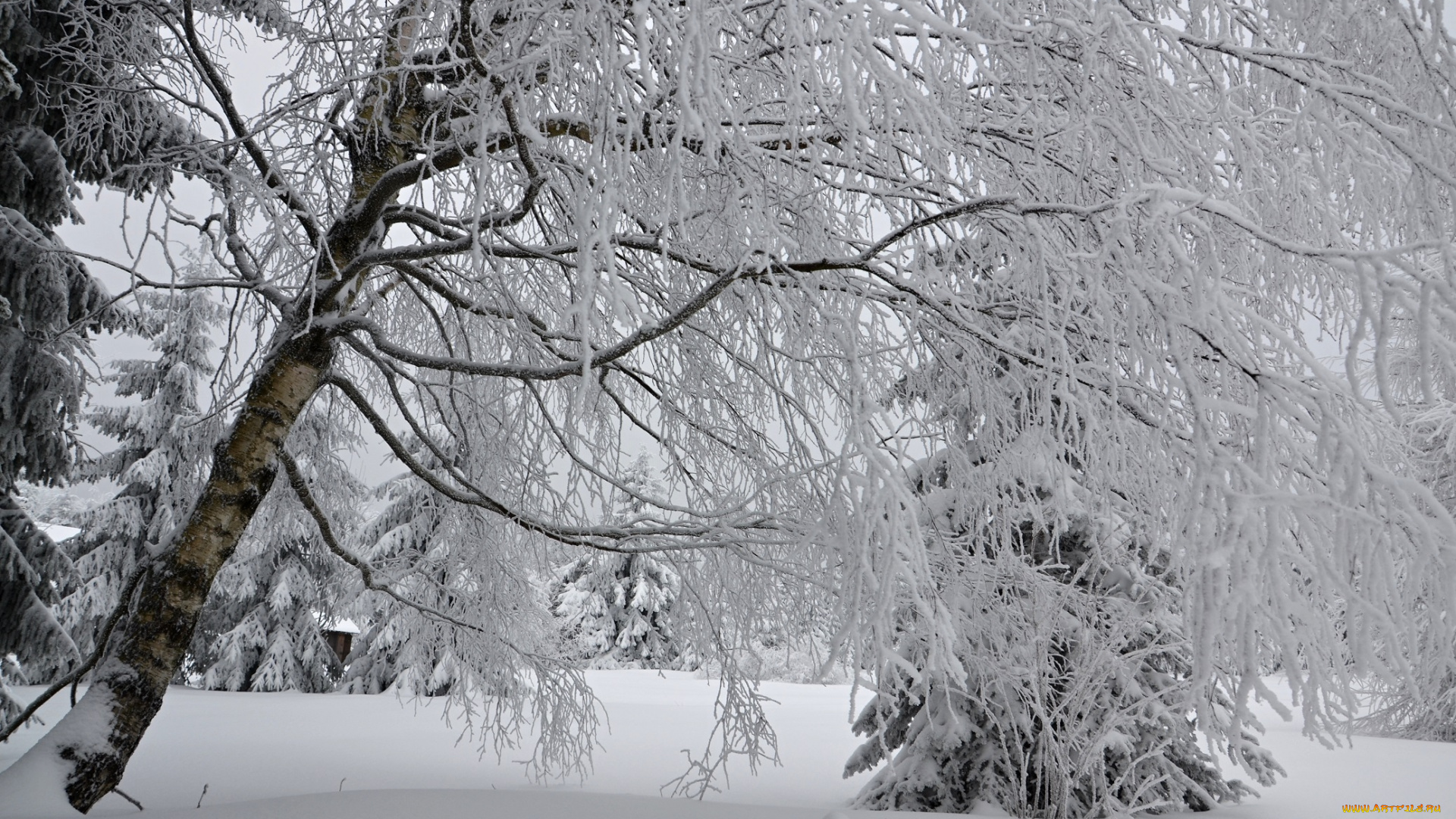 природа, зима, лес, деревья, снег, иней