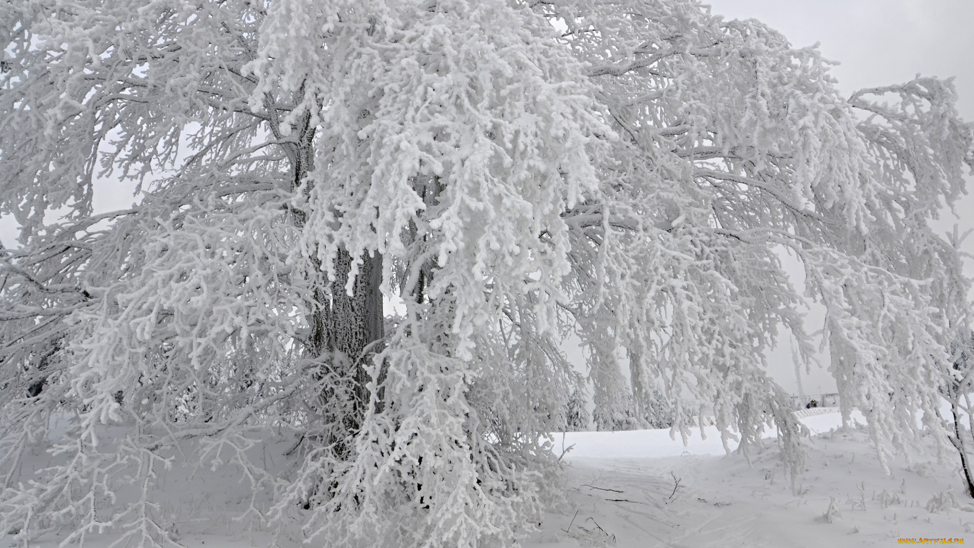 природа, зима, лес, деревья, снег, иней