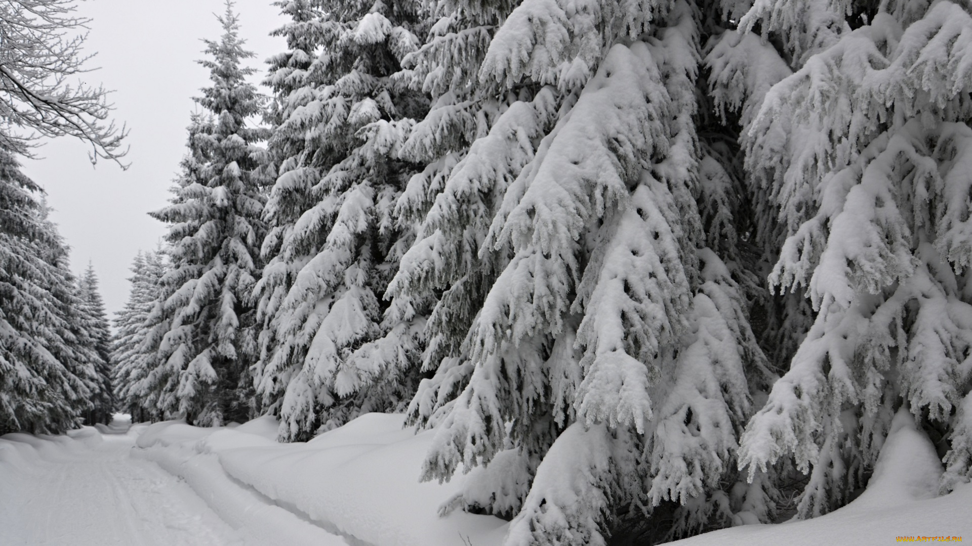 природа, зима, лес, деревья, снег, иней