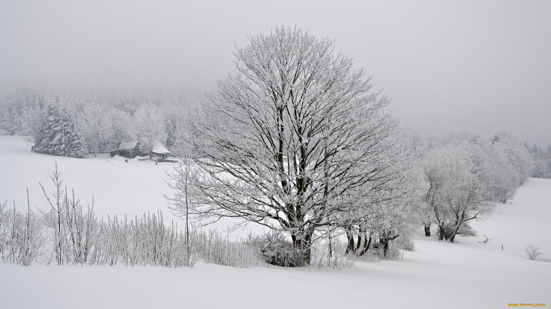 природа, зима, лес, деревья, снег, иней