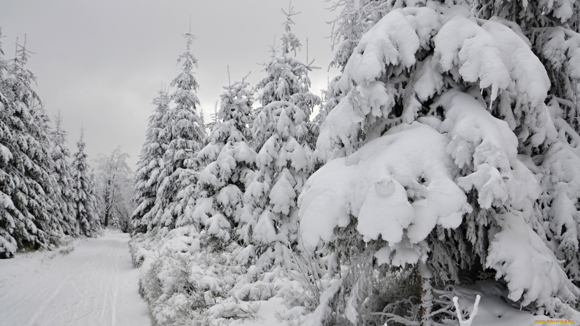 природа, зима, лес, деревья, снег, иней