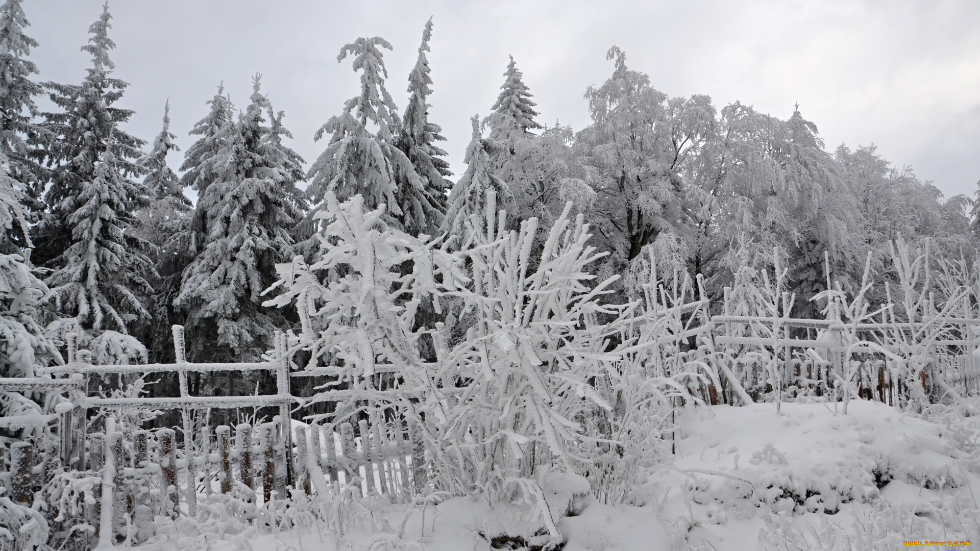 природа, зима, лес, деревья, снег, иней