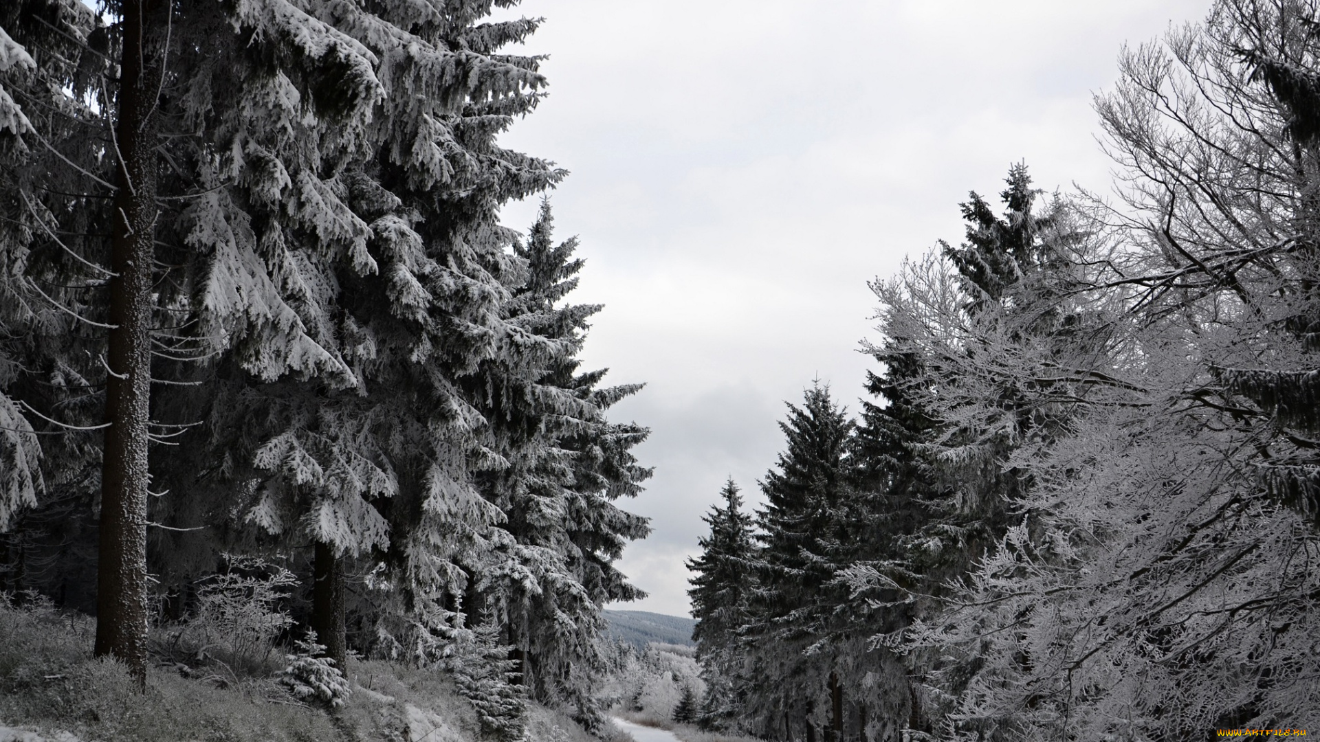 природа, зима, лес, деревья, снег, иней