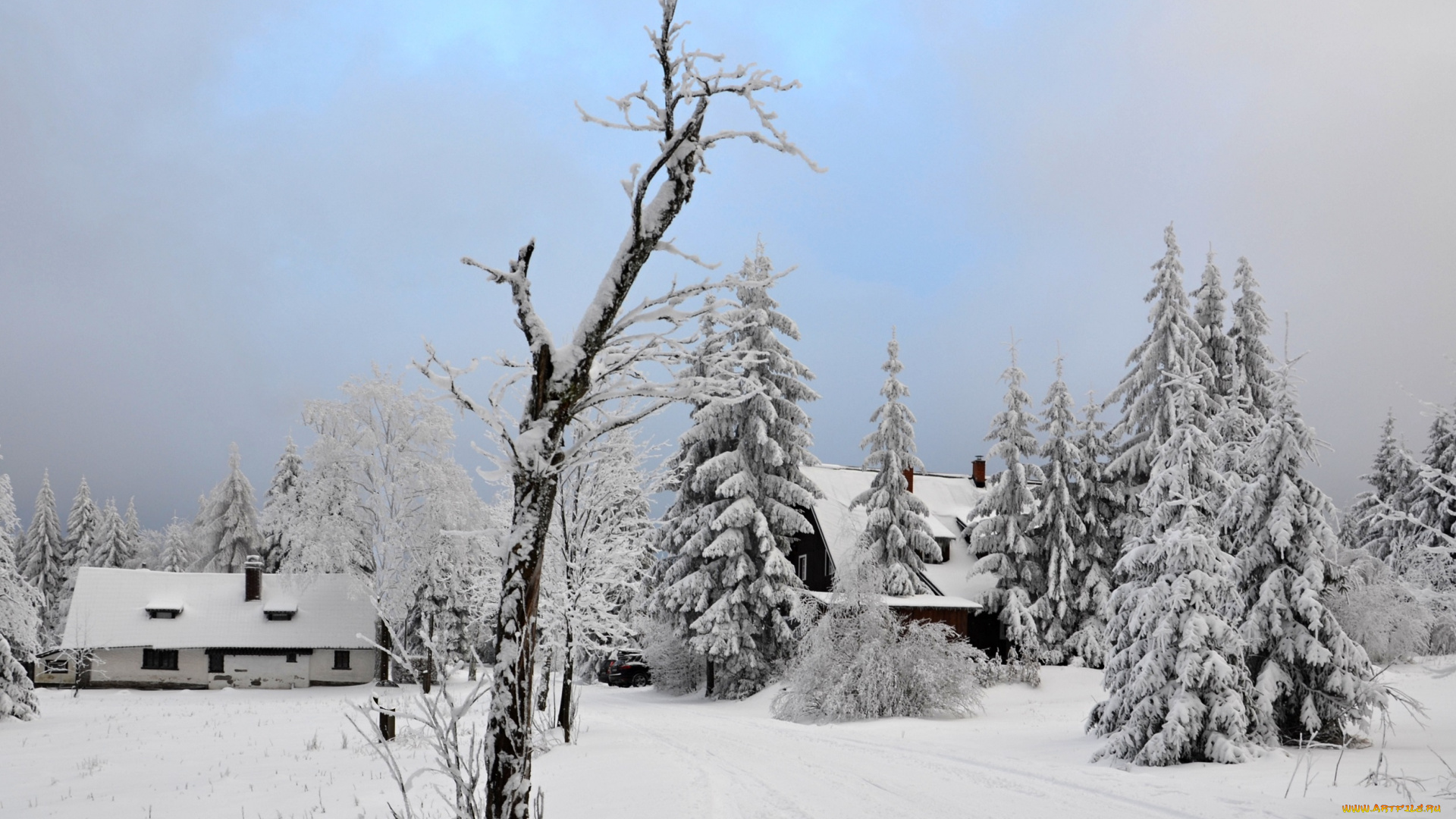 природа, зима, лес, деревья, снег, иней