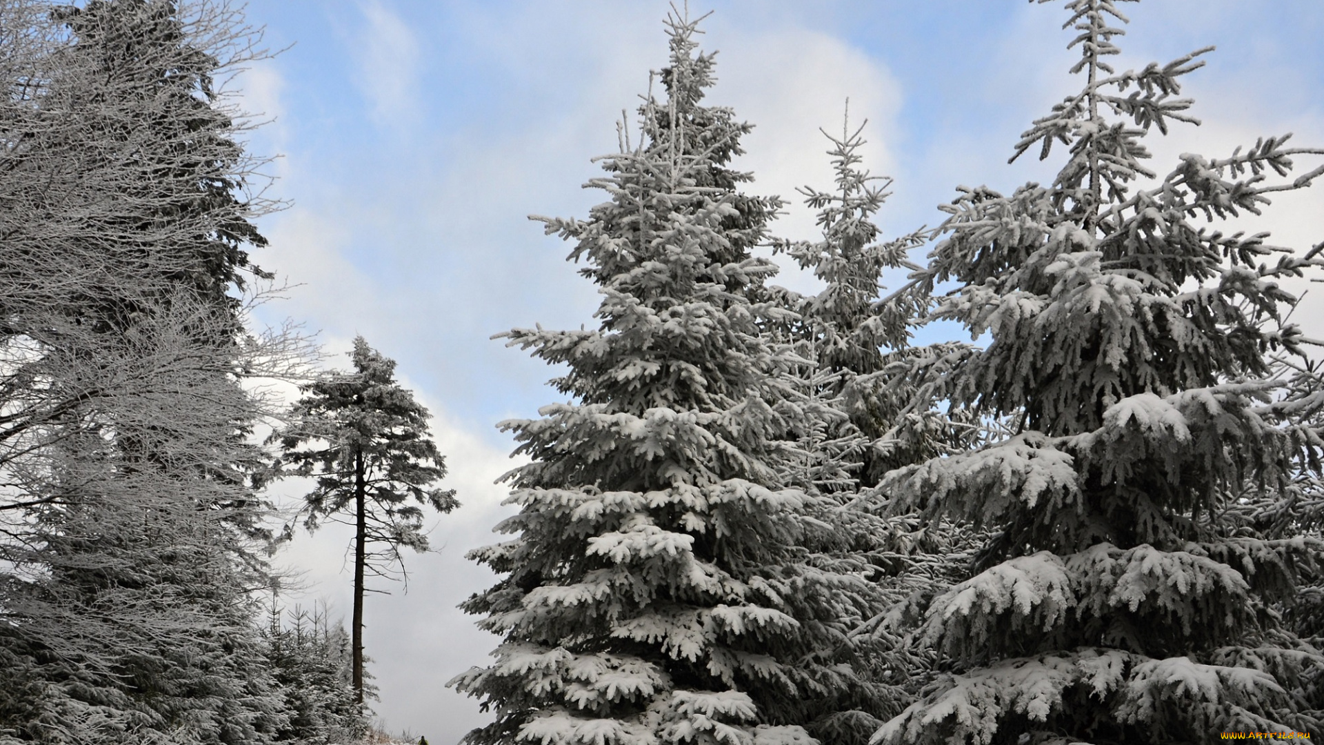 природа, зима, лес, деревья, снег, иней, дом