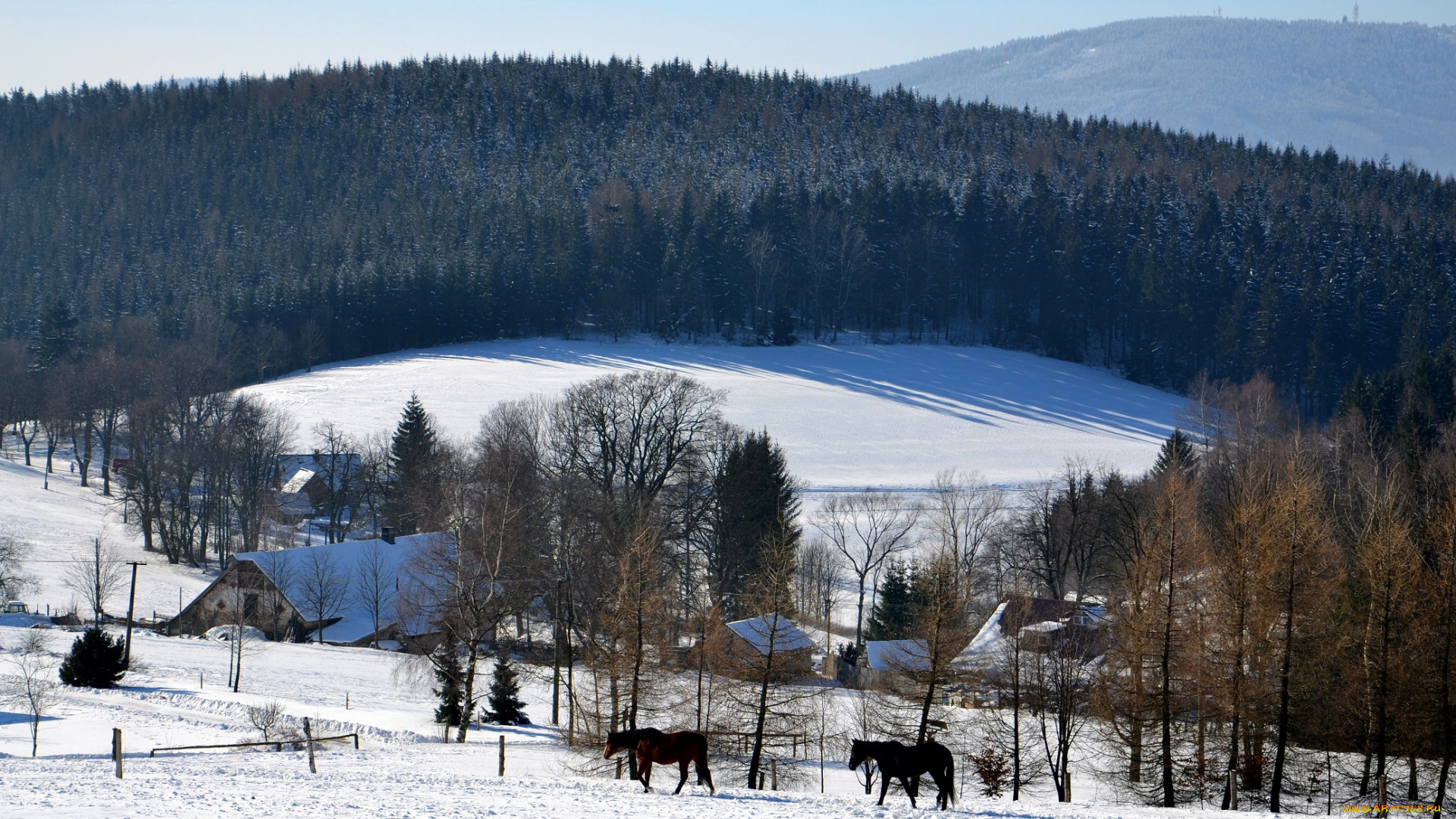 природа, зима, лес, деревья, снег, иней, дома, лошади